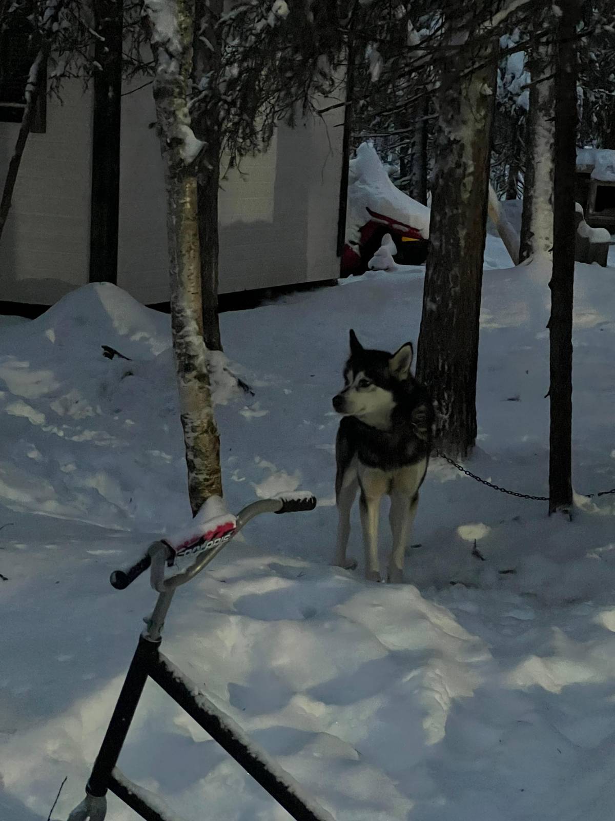 Sirkka: Husky Sled Ride in Levi, 2 km or 5 km