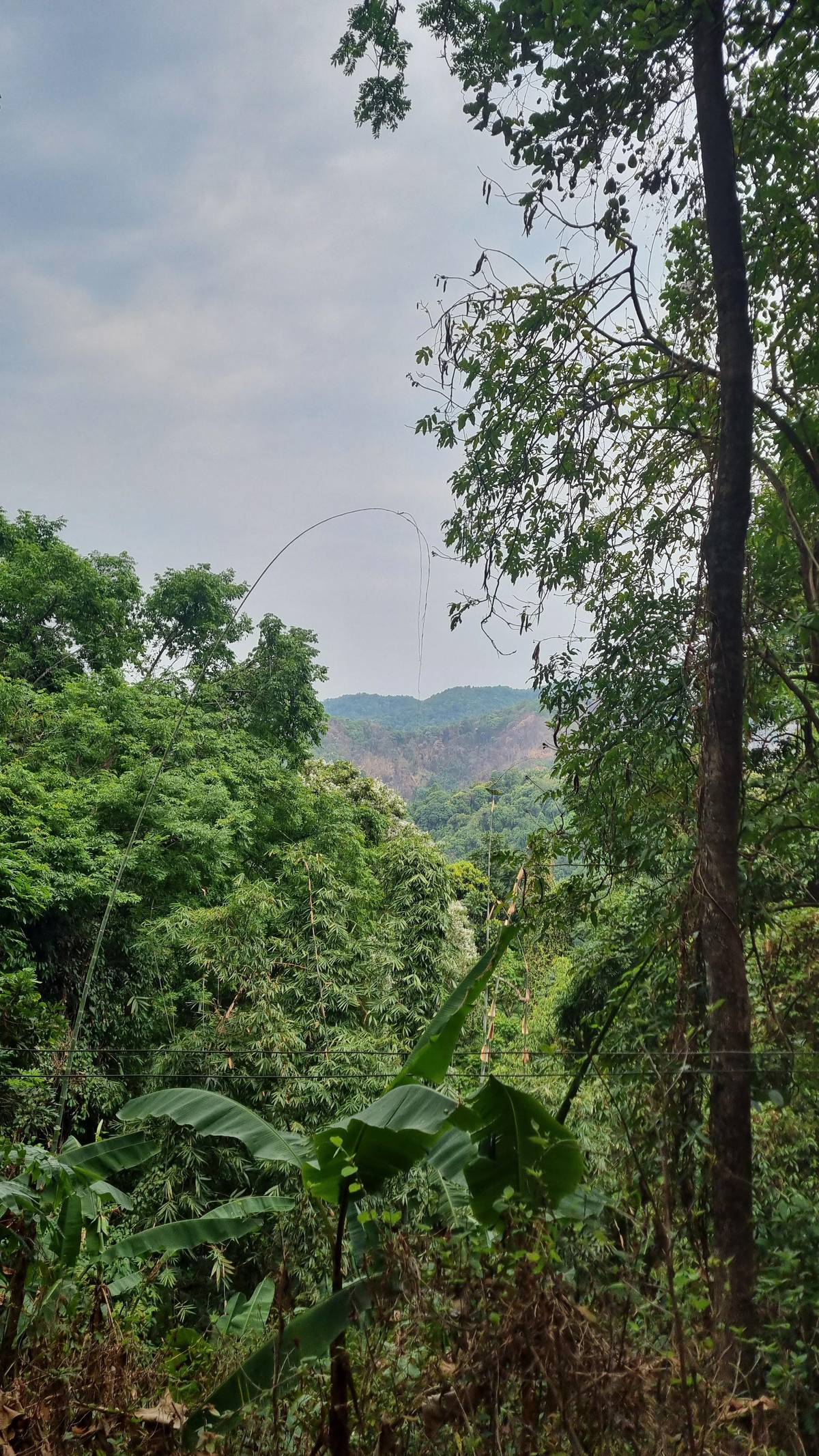 Chiang Mai: Gibbons, Trekking & Mae Kampong Small Group Tour