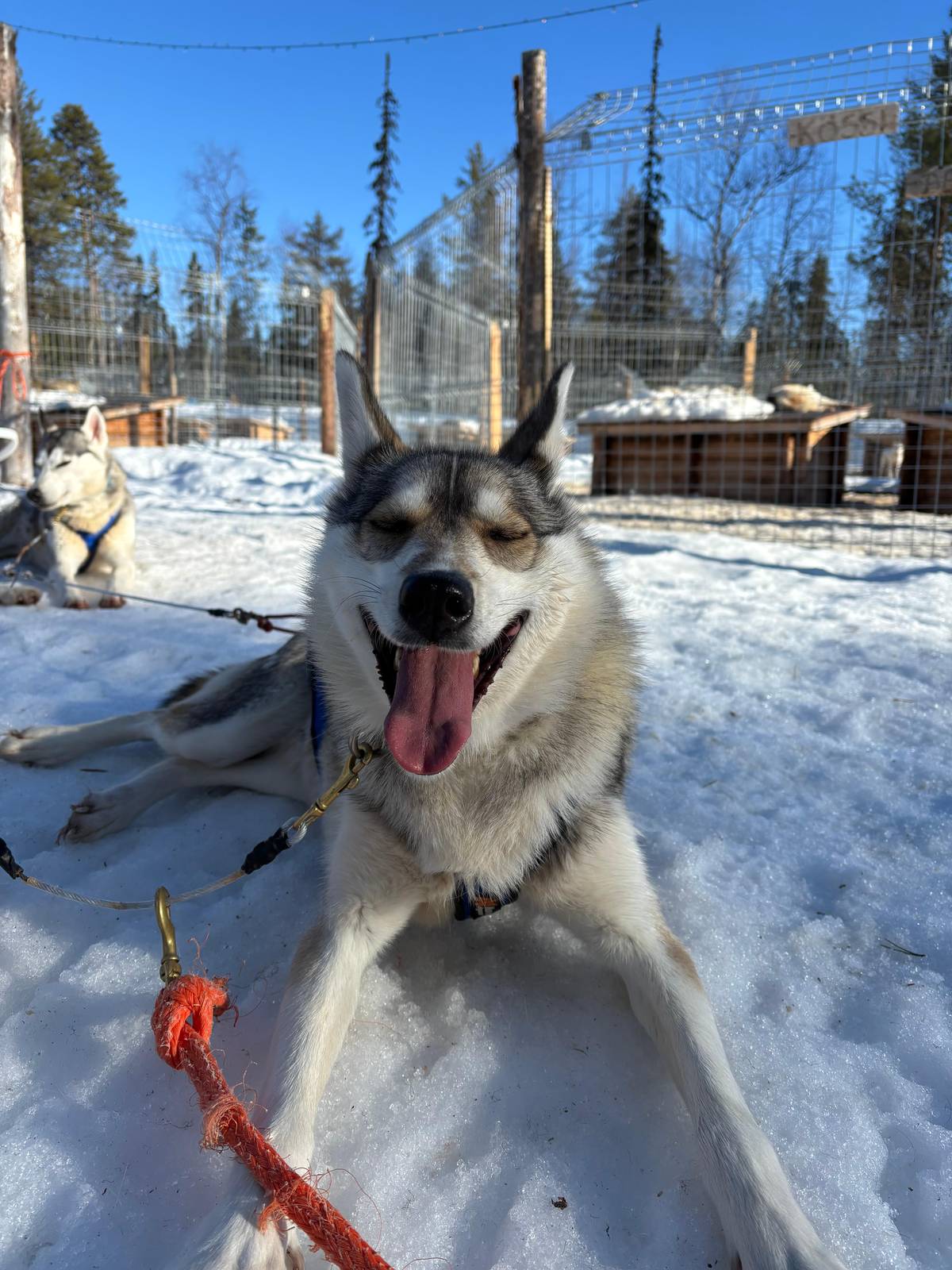 A grey and white husky grinning with its tongue out at the kennel