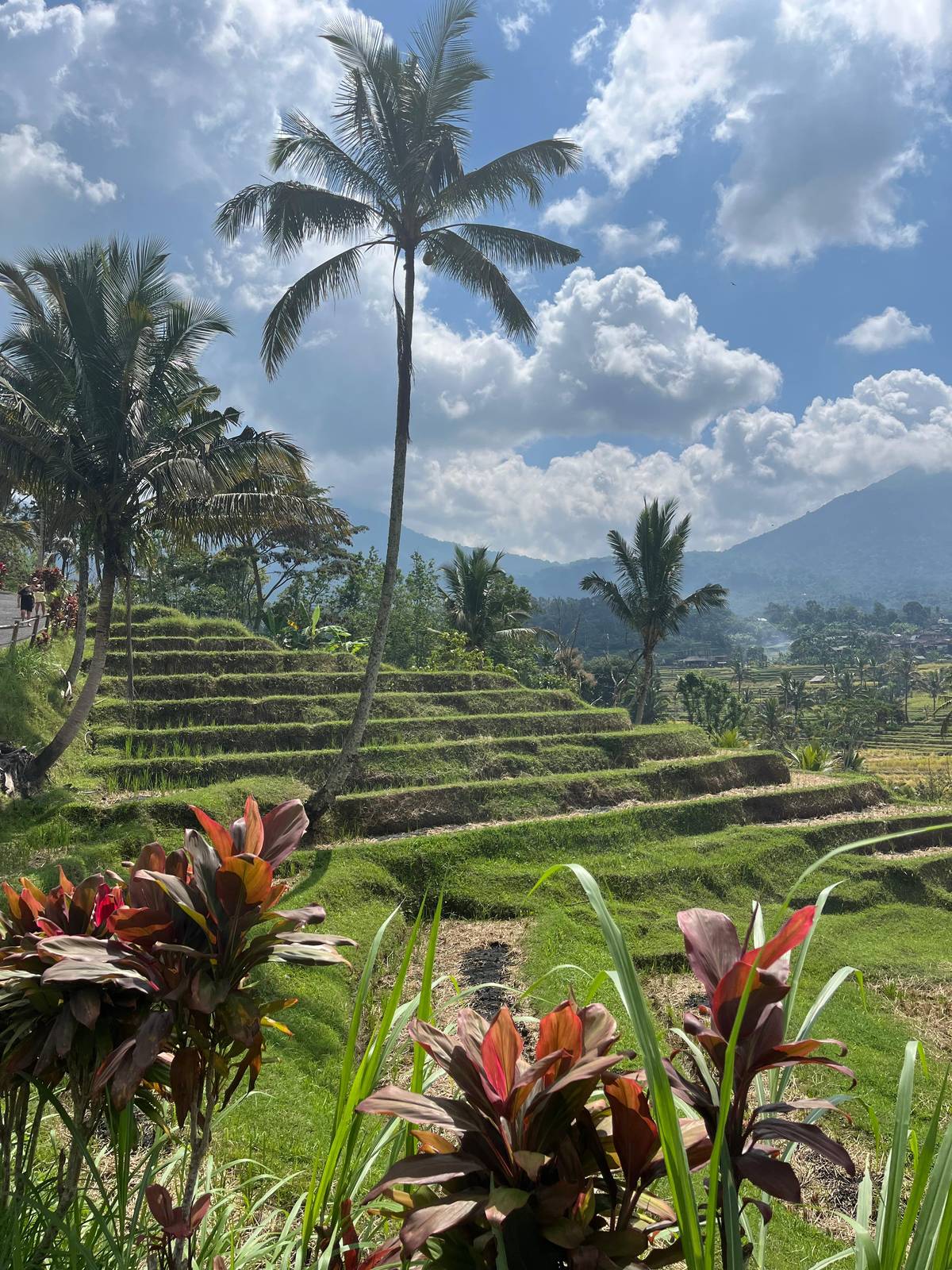 Jatiluwih rice terraces under coconut palms