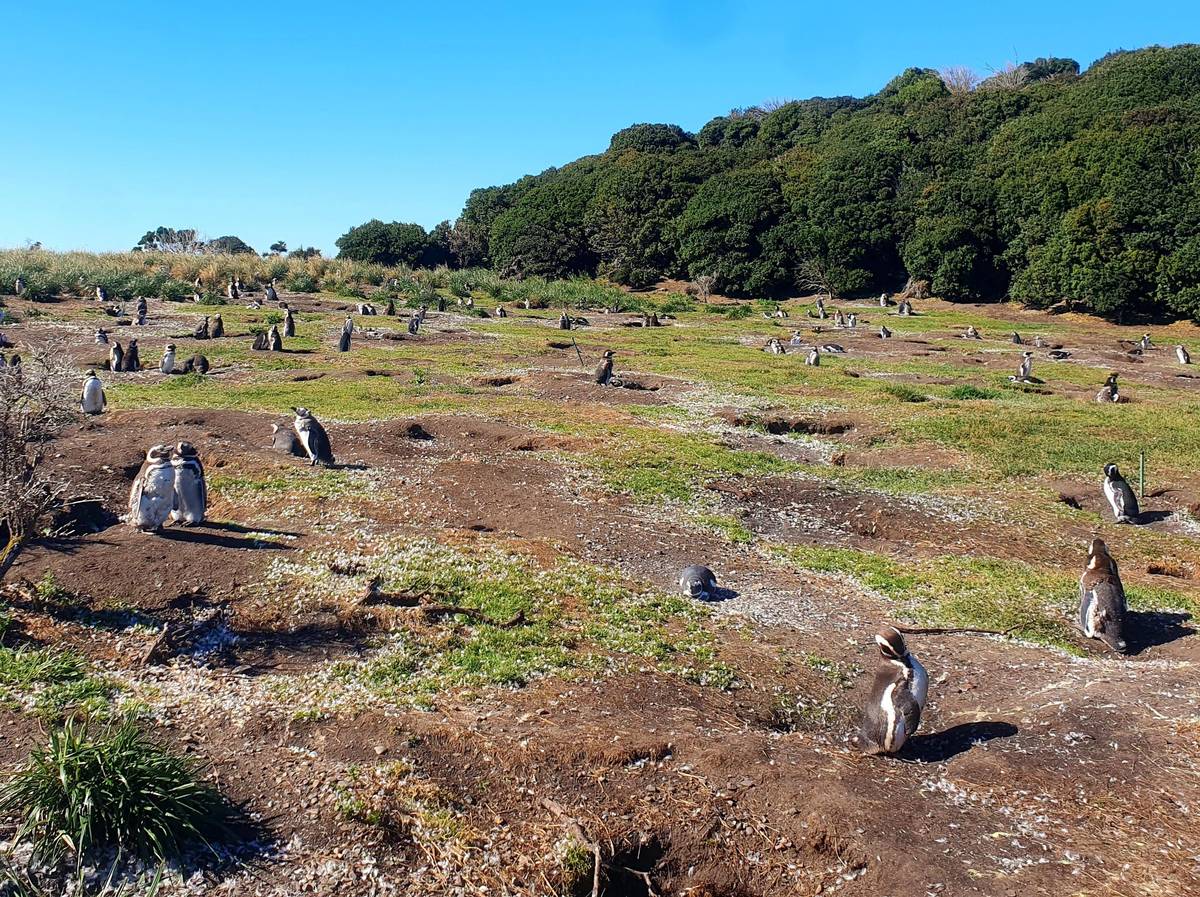 Ushuaia: Martillo Island Full-Day Tour, Walk Among Penguins