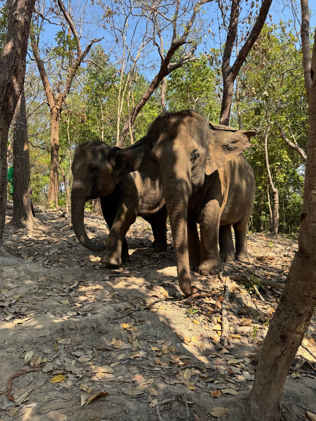 Chiang Mai: Ethical Half Day Elephant Sanctuary & Waterfall