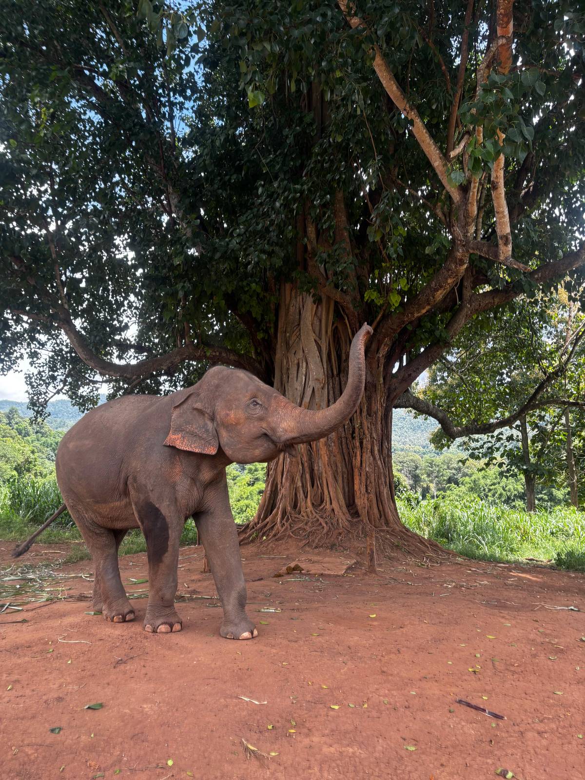 Elephant feeding half day from Chiang Mai