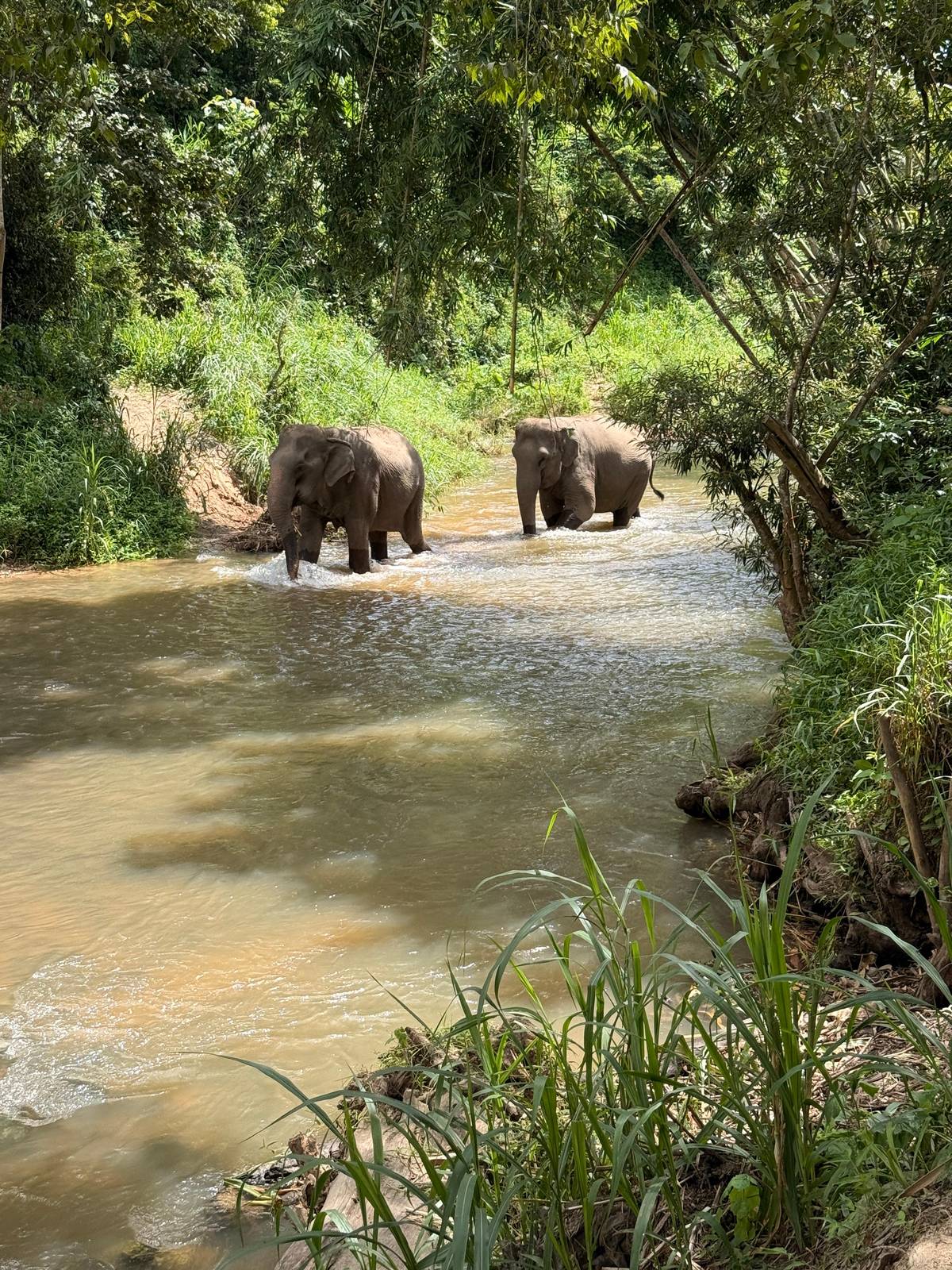 Two elephants wading down a shallow forest stream