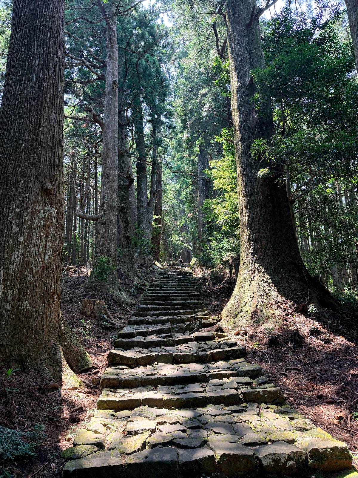Mossy stone steps between tall cedars