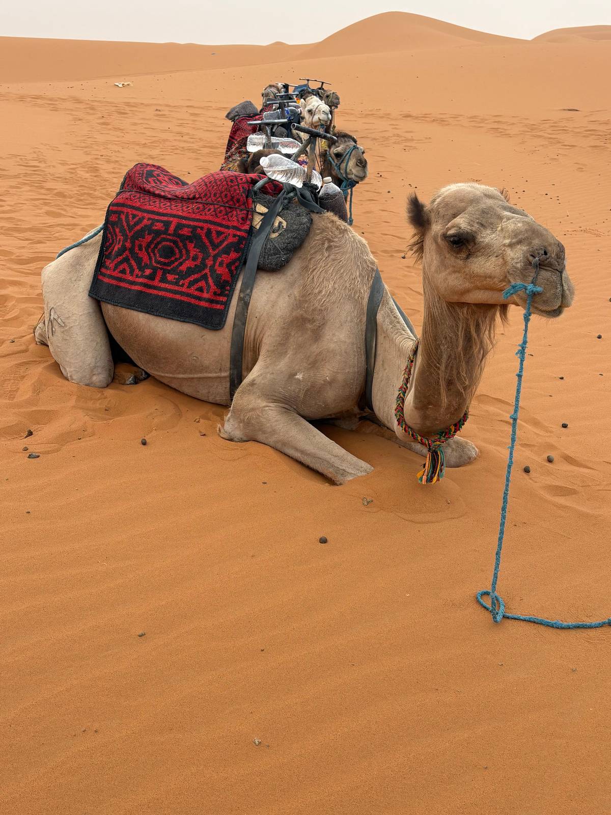 From Marrakech: Merzouga 3-Day Desert Safari with Food