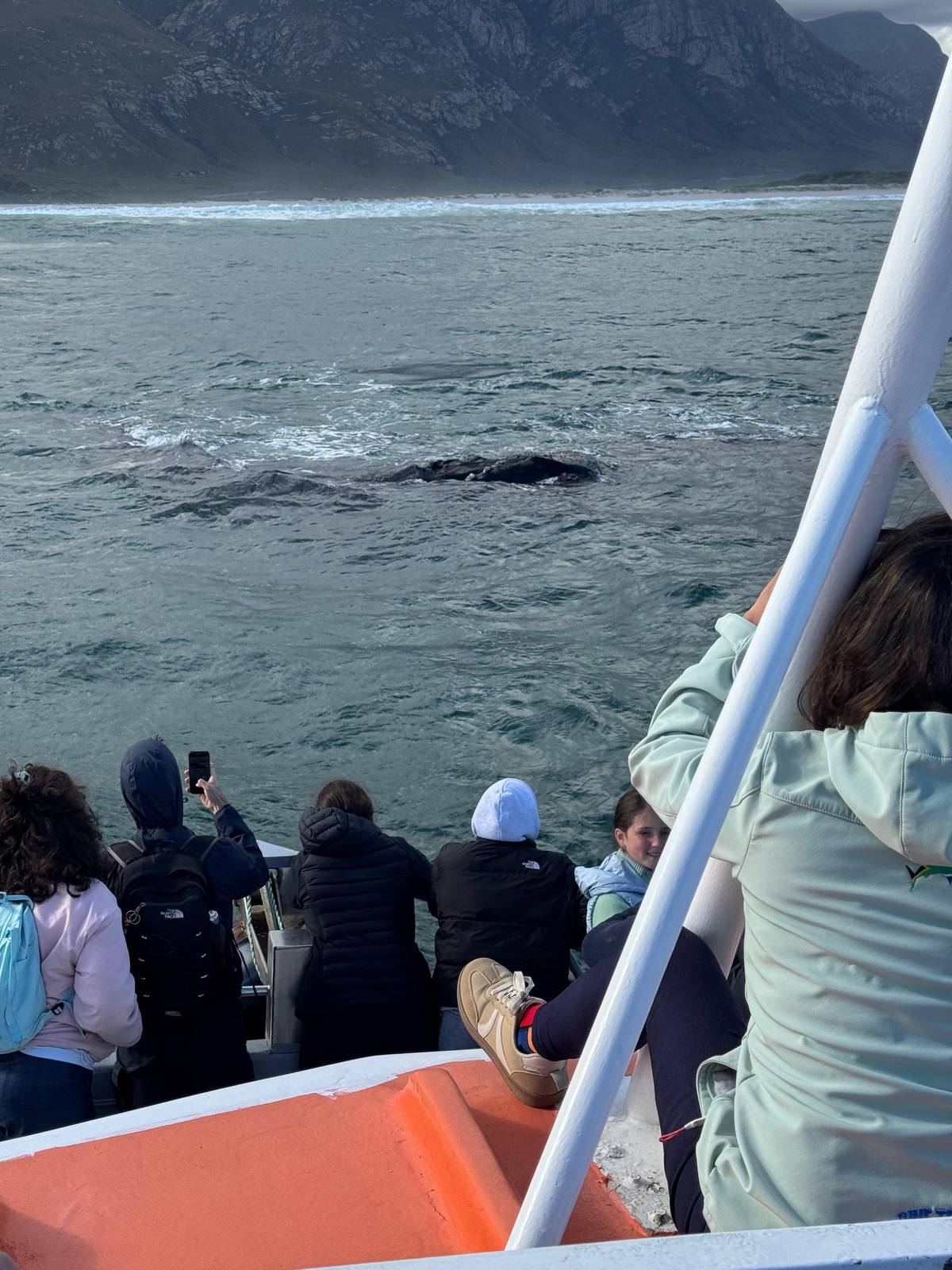 From Cape Town: Hermanus Whale Watching Tour with Boat Trip
