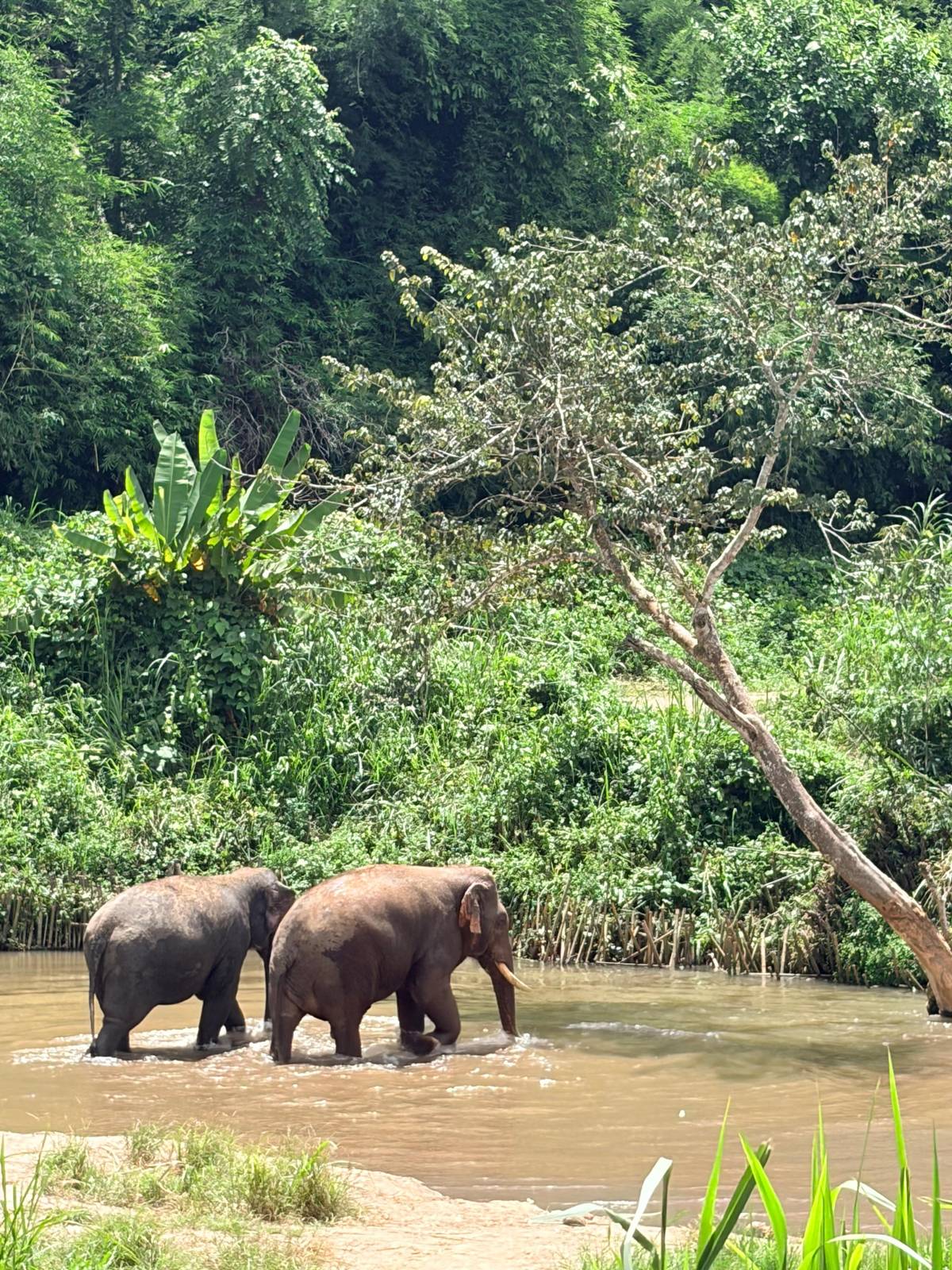 Two elephants wading across a shallow jungle river