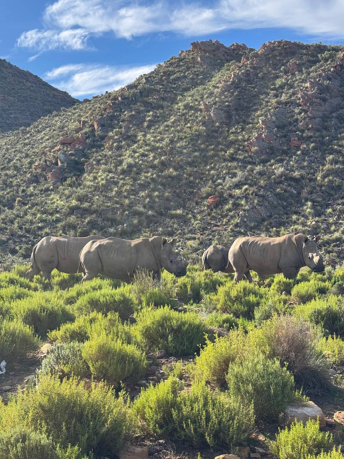 Aquila game reserve: the Big Five near Touws River