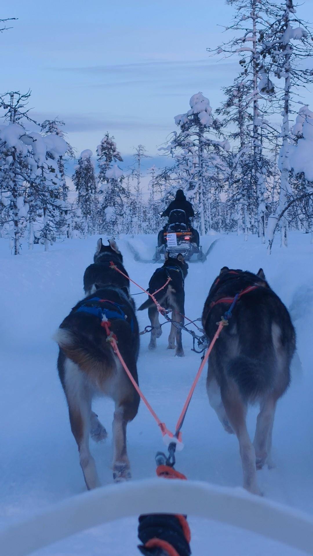 Dogs following a snowmobile through blue twilight
