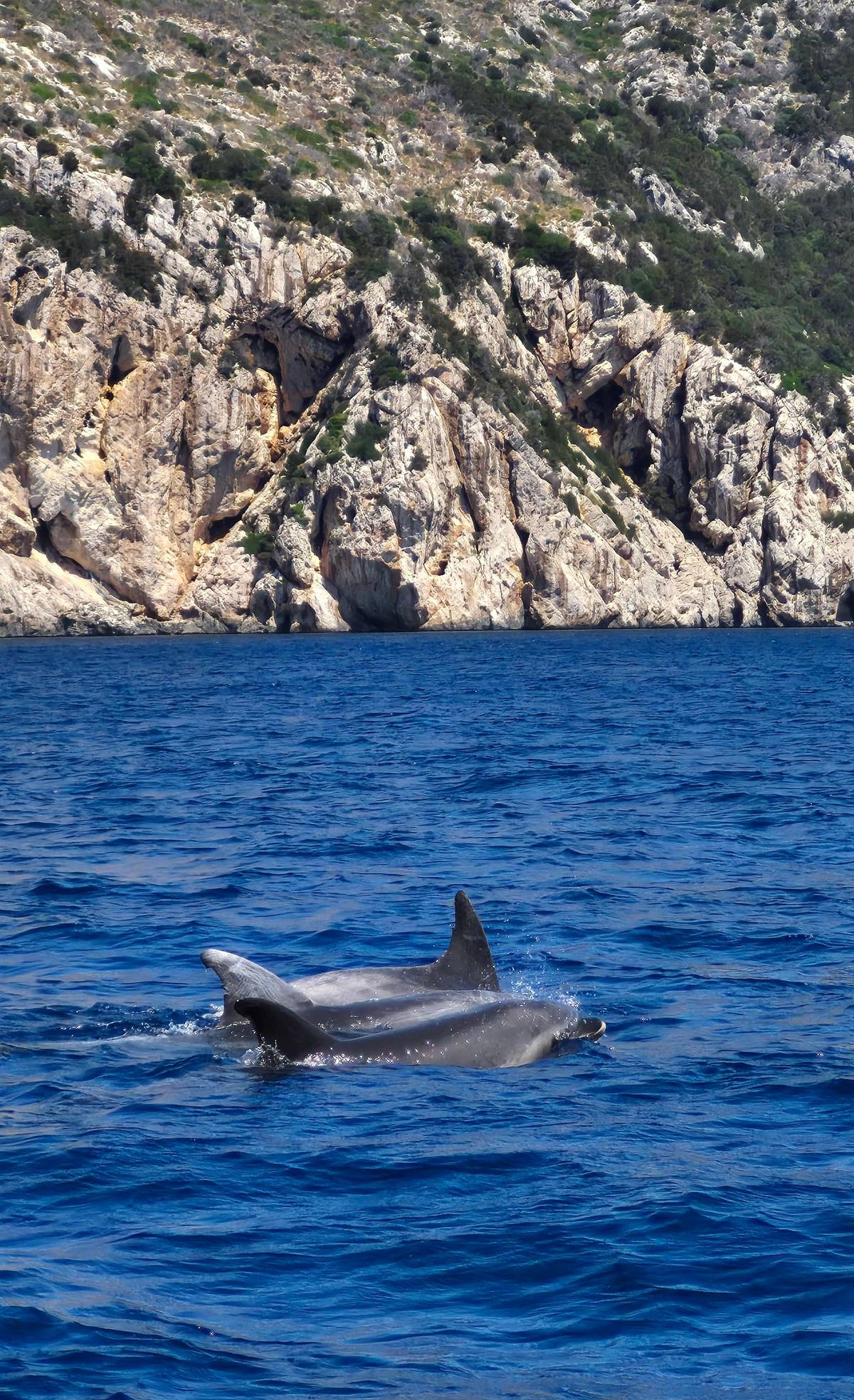 Olbia: eco-friendly dolphin watching boat trip