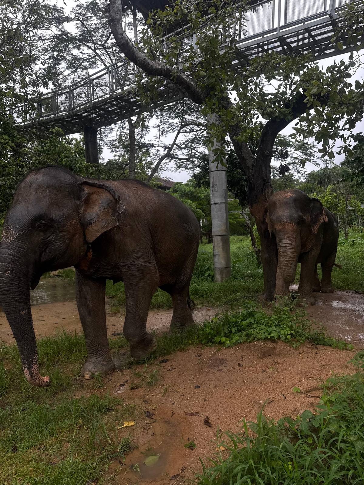 Phuket: Elephant Sanctuary Canopy Walkway Tour