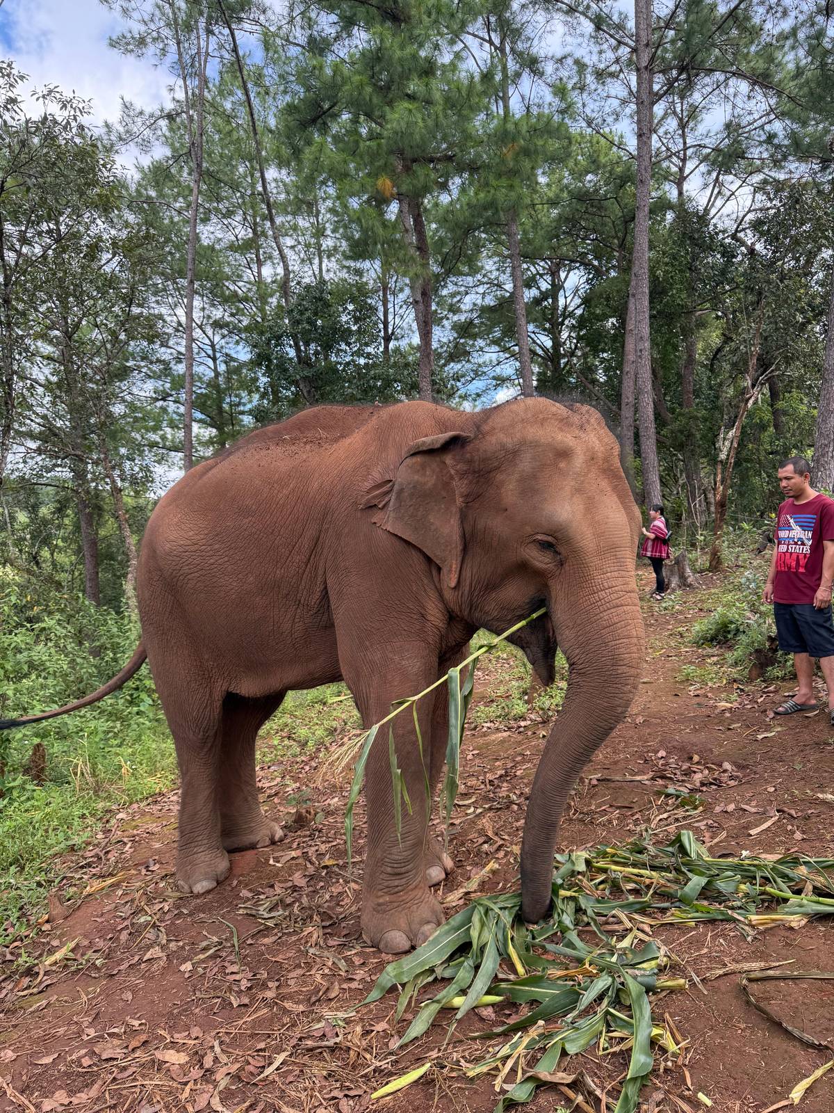 Chiang Mai: Elephant Dream Project Sanctuary - Full Day