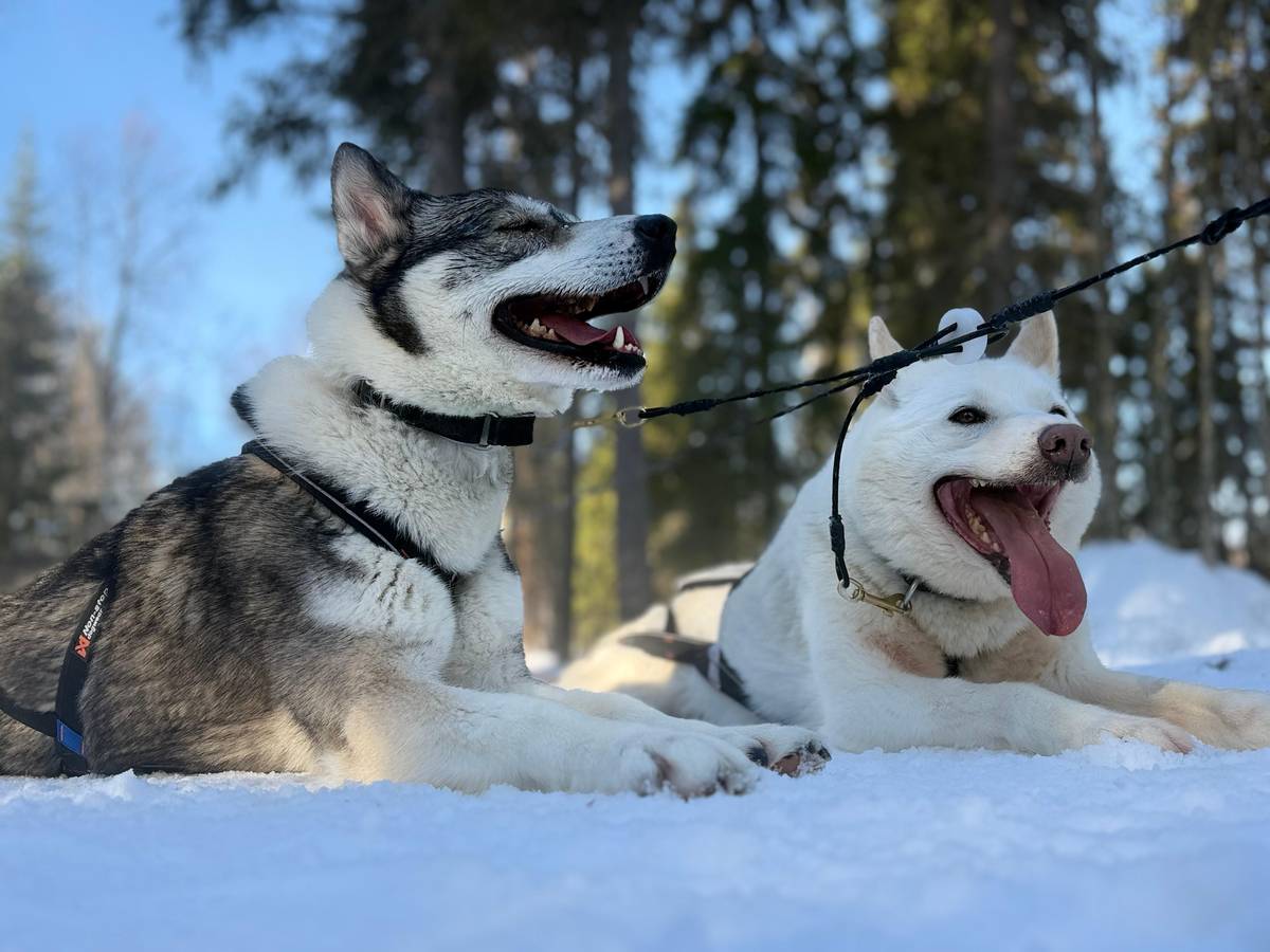 Les huskys attendent pour la promenade