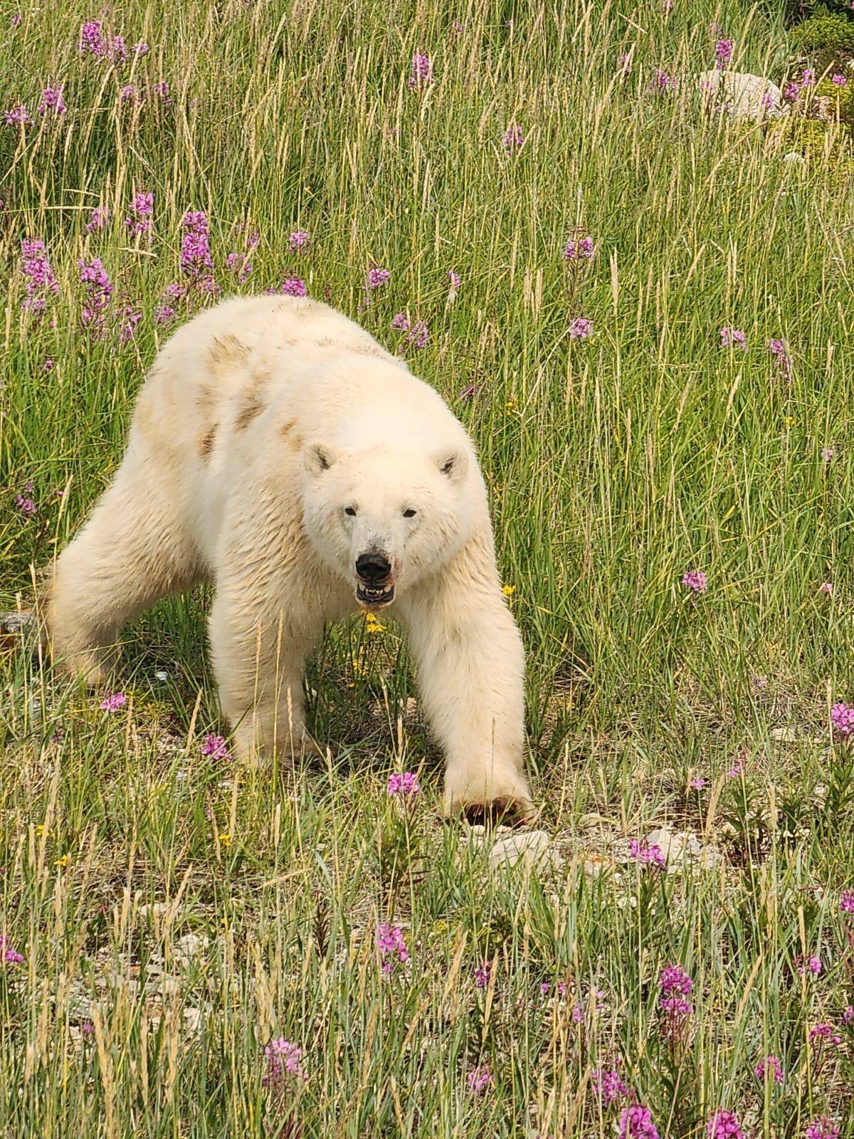 A bear walks through the fireweed