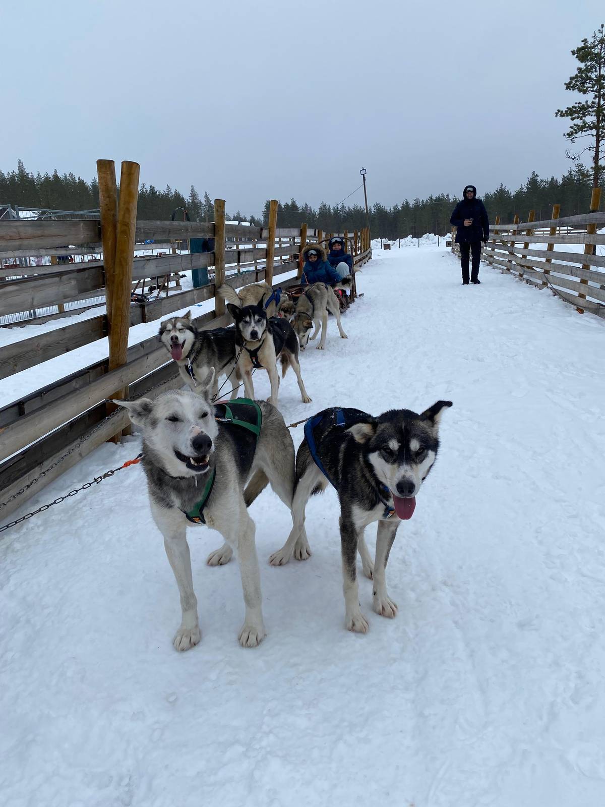 Rovaniemi: Family Fun Day with Huskies and Reindeer