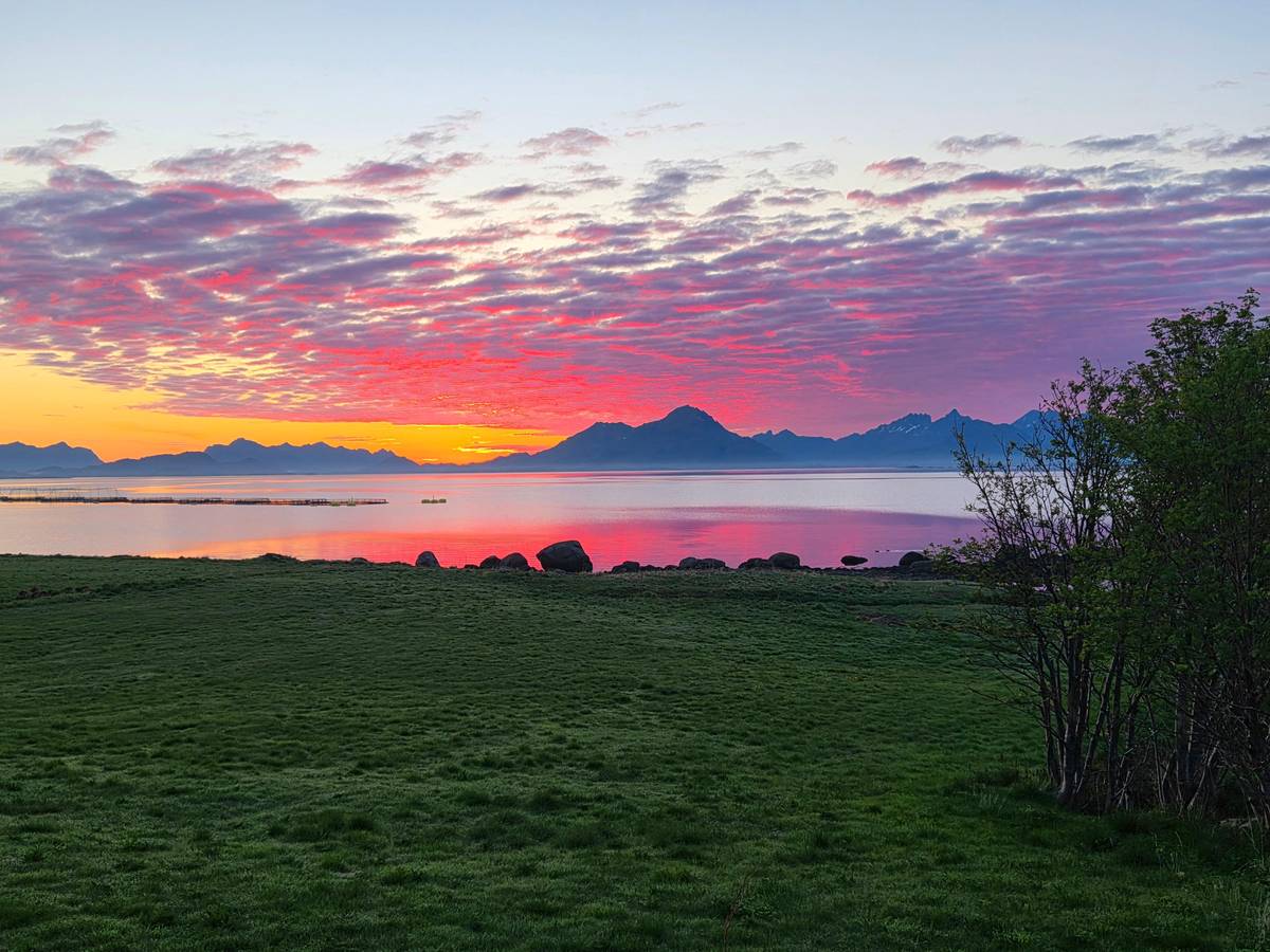 Guided Arctic moose safari by car from Sortland