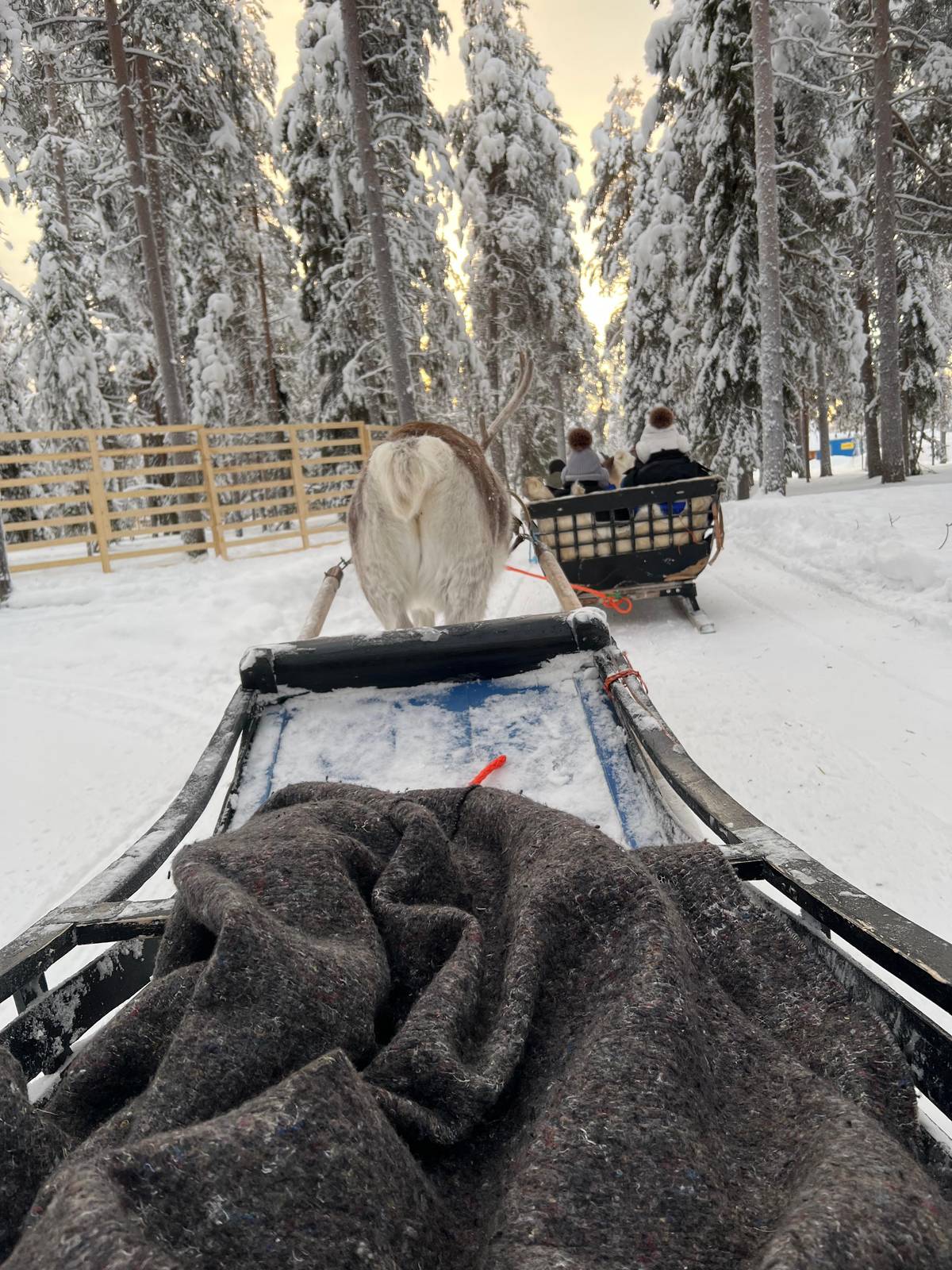 The view from the sleigh, a blanket on the lap and a reindeer ahead
