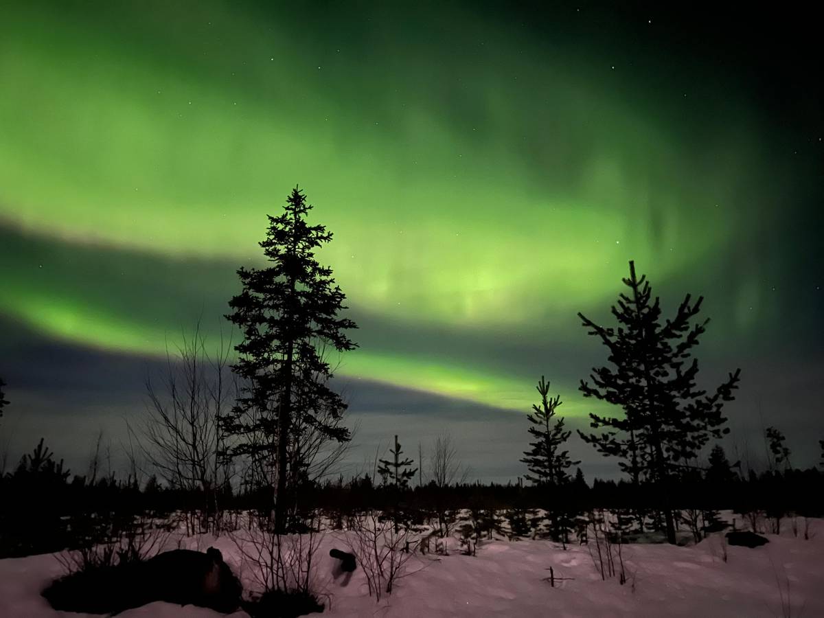 Polarlicht über verschneiten Kiefern