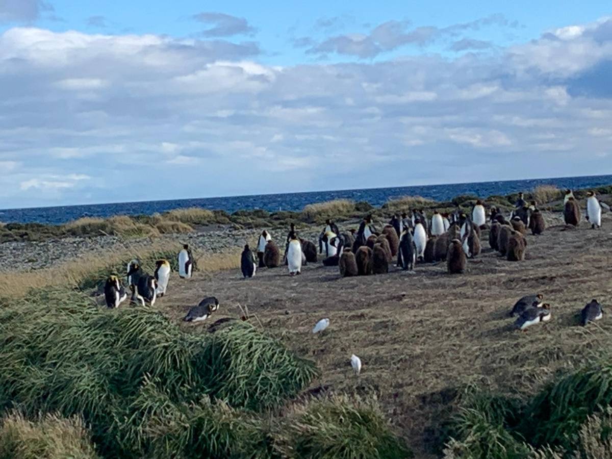 King penguins near Ushuaia: where they really live
