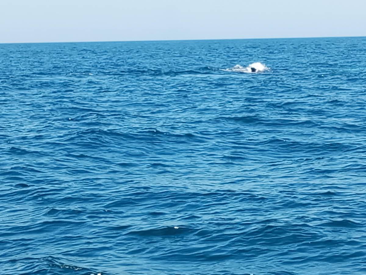 Port Stephens 1.5-hour guided whale watching express cruise