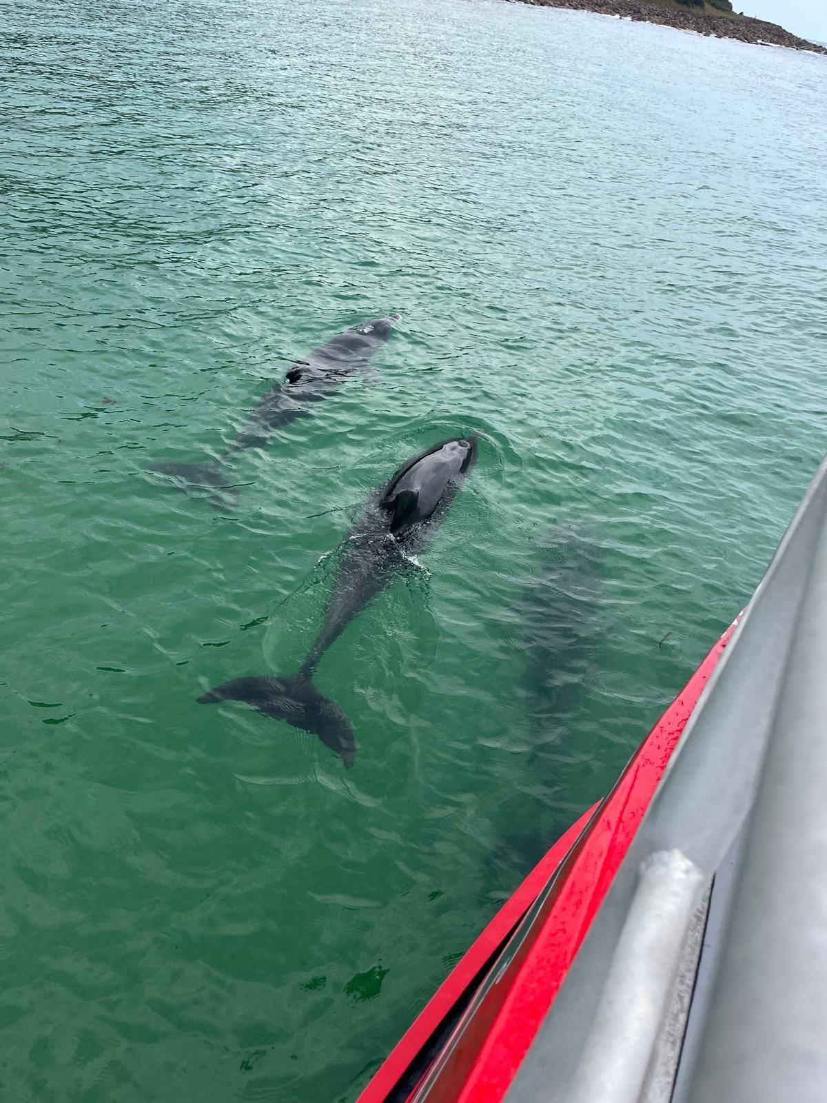 Port Stephens one-hour dolphin watch express