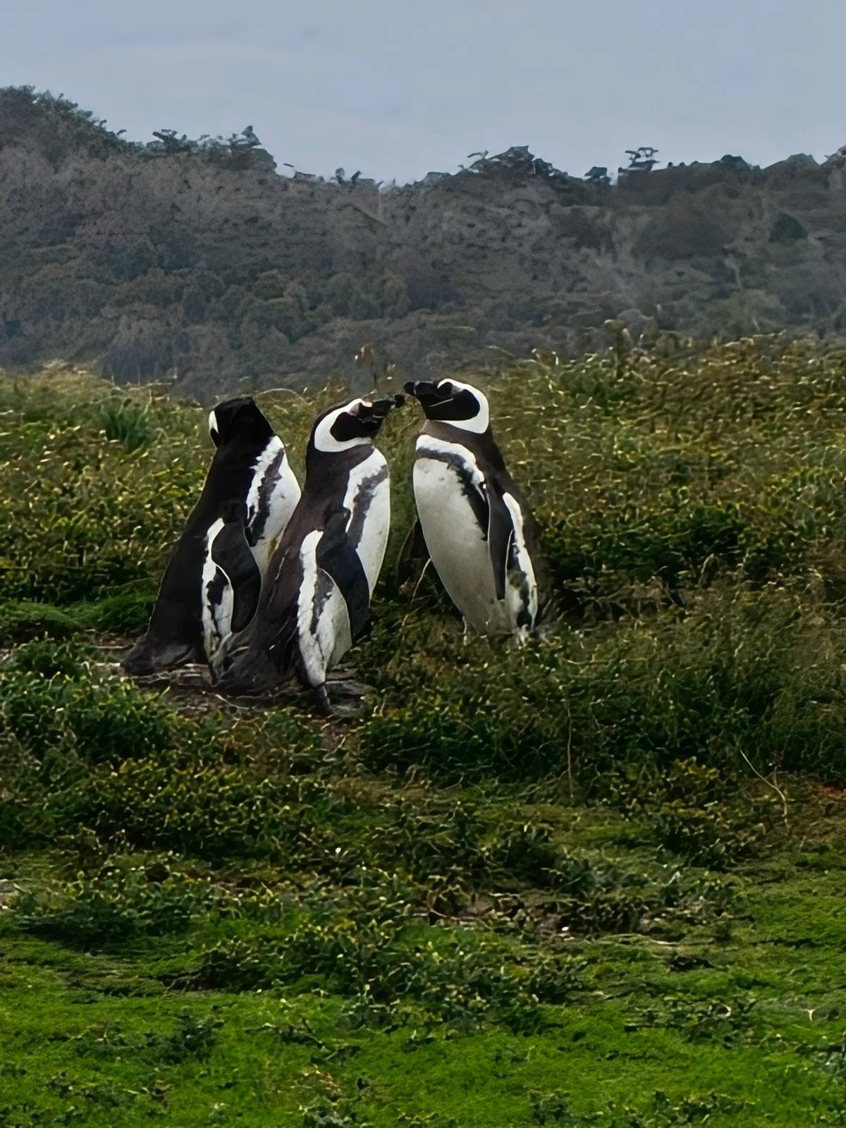 Magellanic penguins at Martillo Island