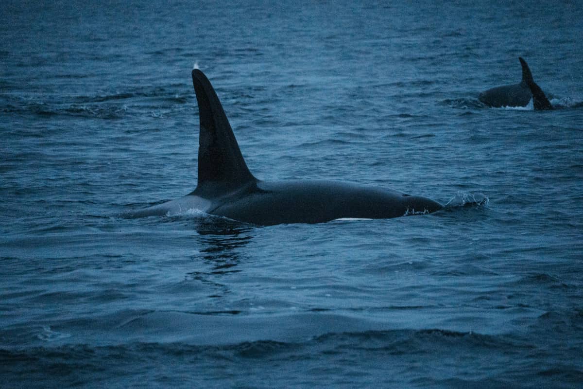 Tromsø: Orca and Whale Watching Heated Boat Trip