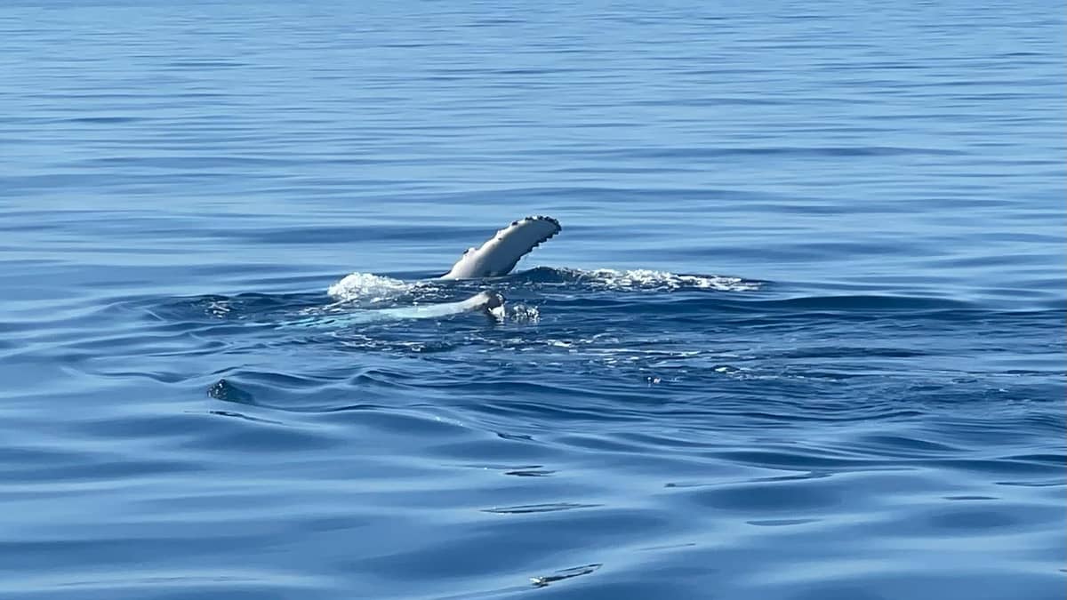 Whale watching cruise from Busselton, Augusta or Dunsborough