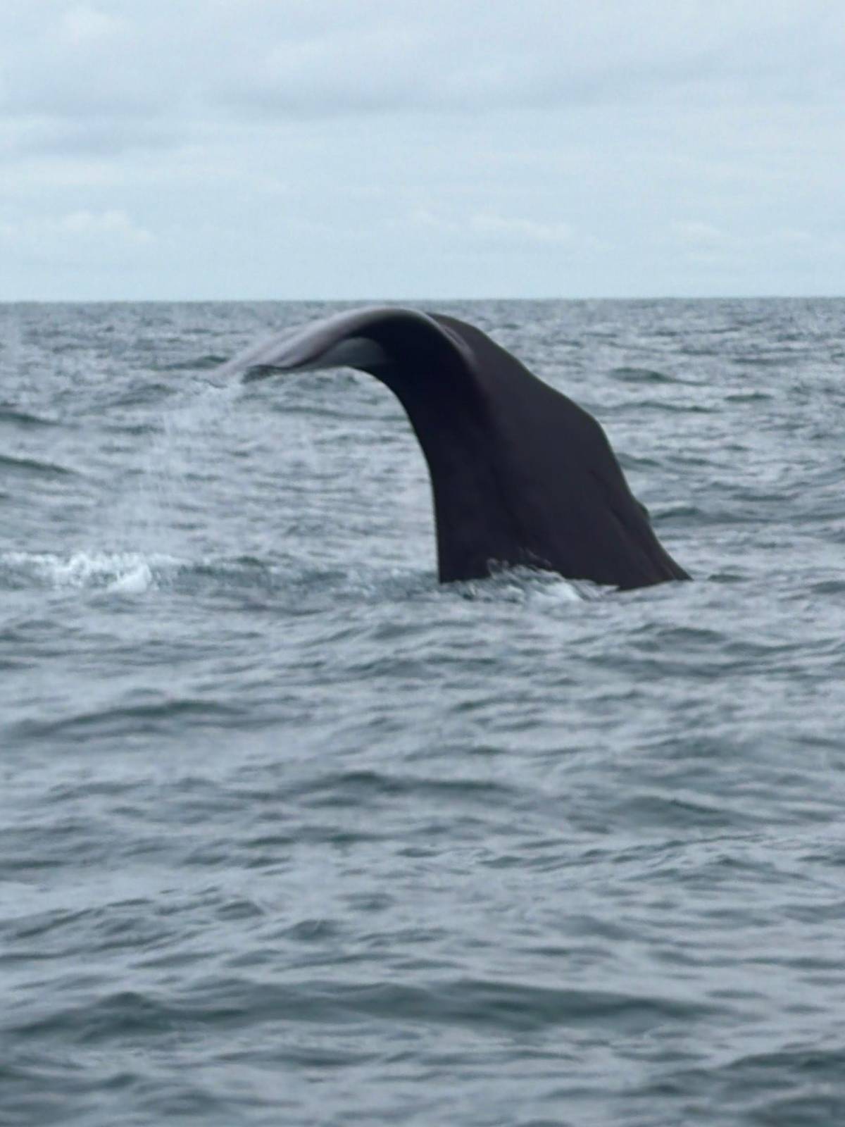 A whale lifts its tail before a dive