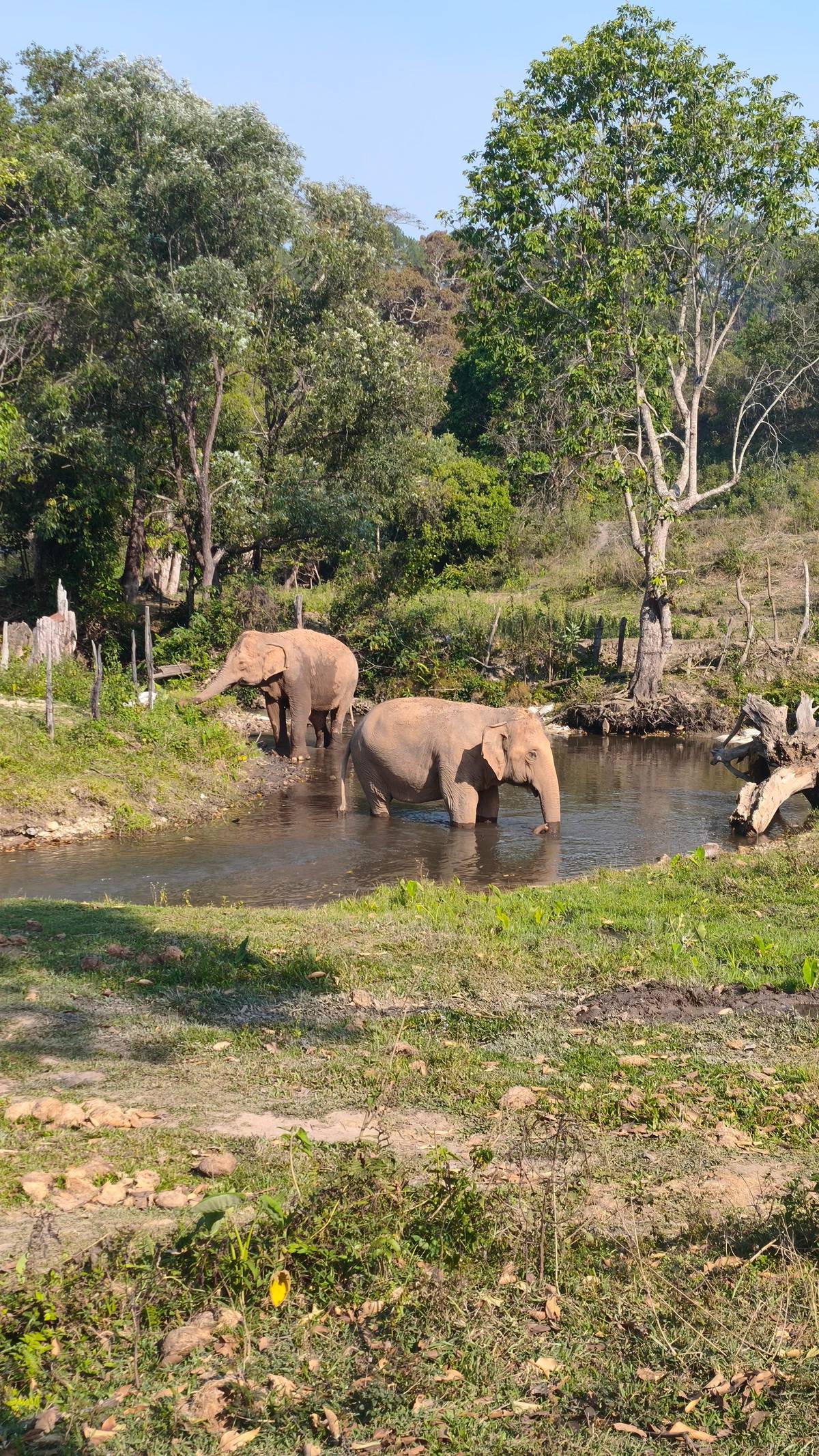 Chiang Mai: Ethical Elephant Tour & Pad Thai Cooking