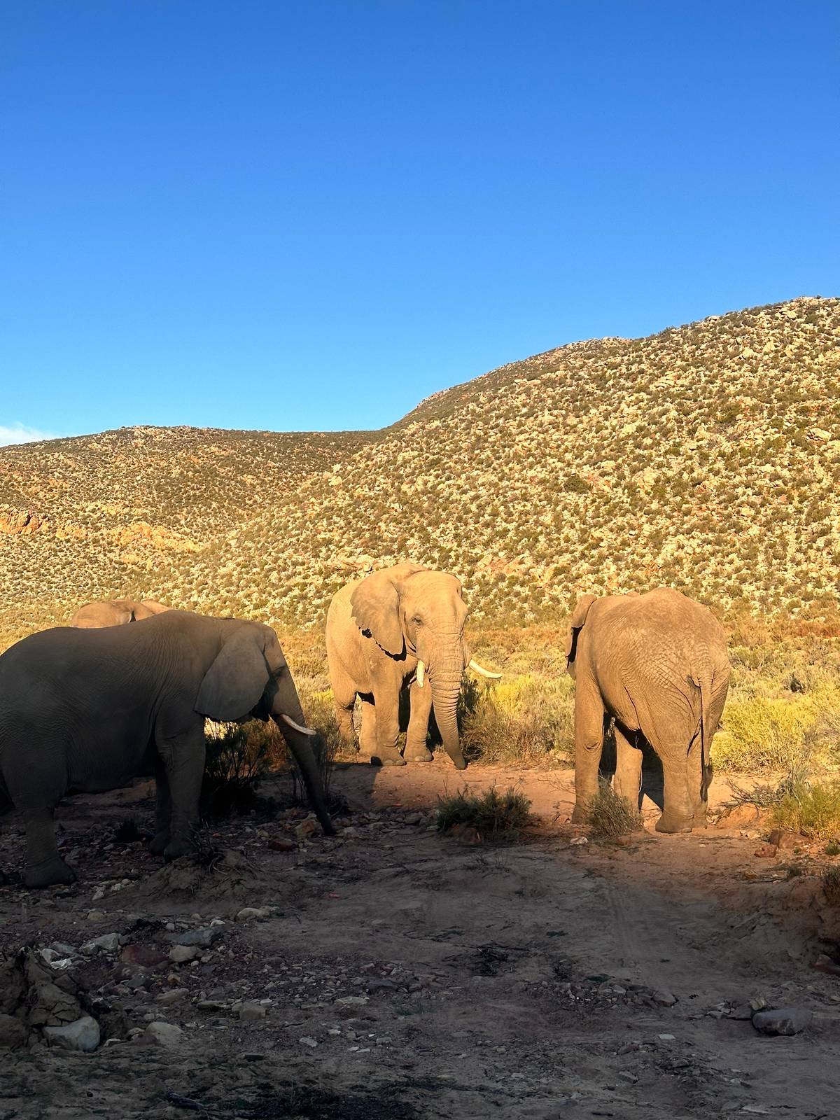 Elephants in warm late light on a slope