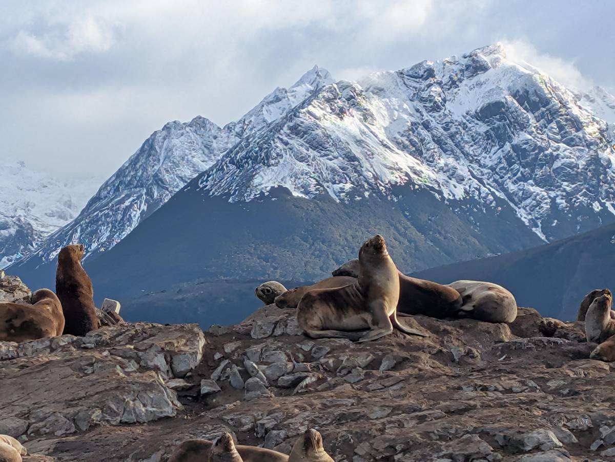 Sea lions below snowy peaks