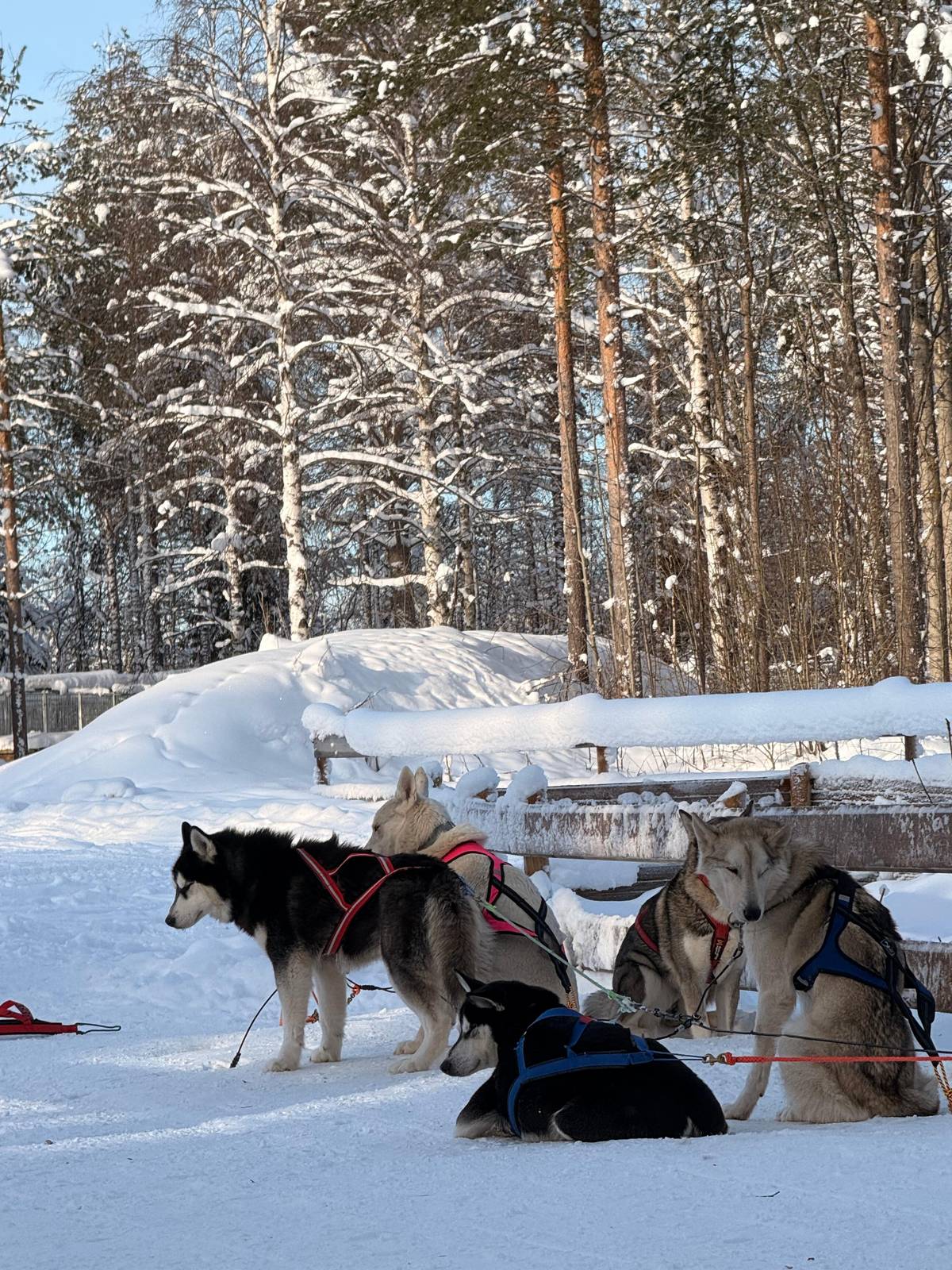Rovaniemi: Apukka Husky Adventure 6km, self-driven