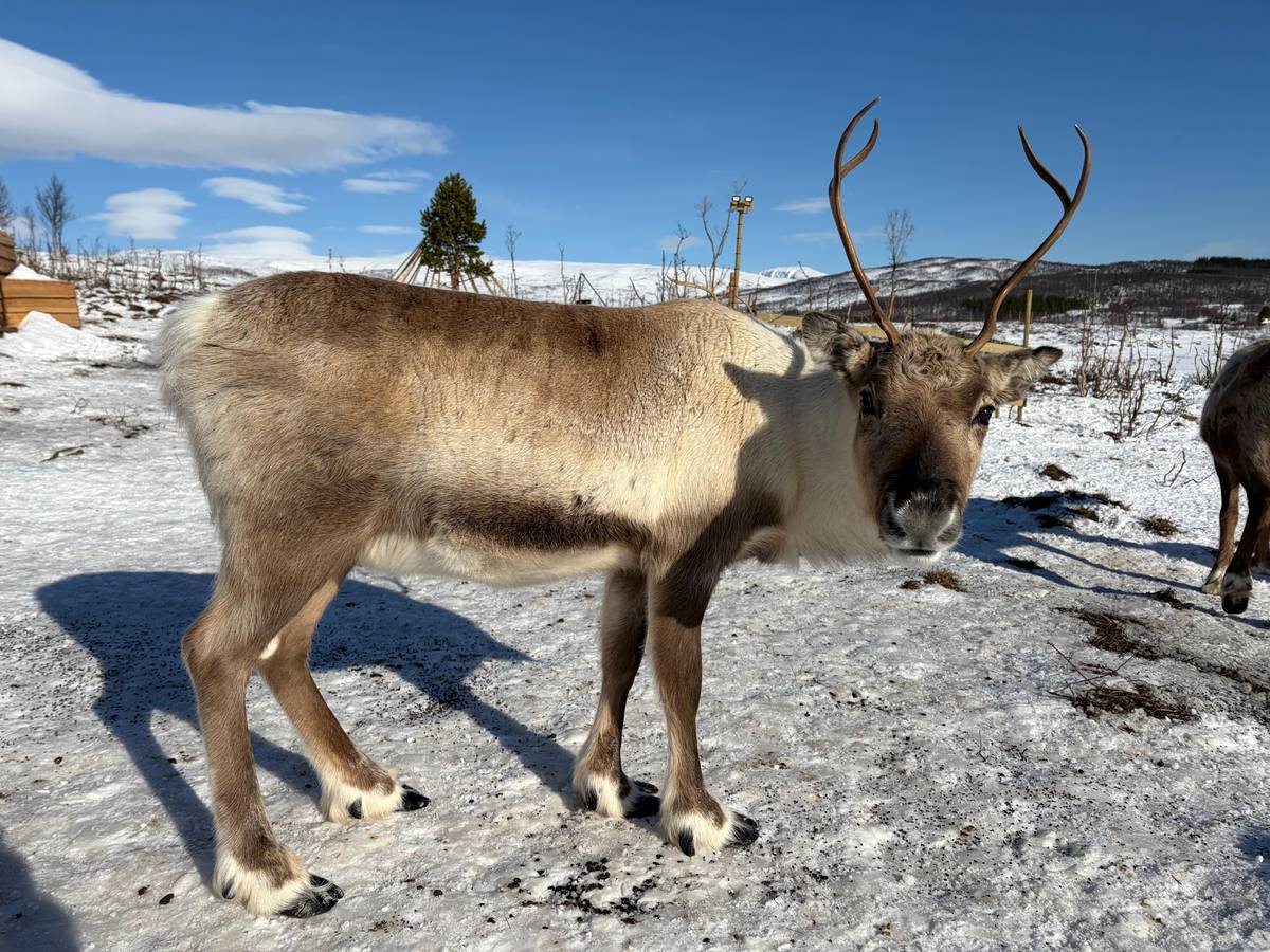 Tromsø: Rentierschlitten, Füttern und samische Kultur