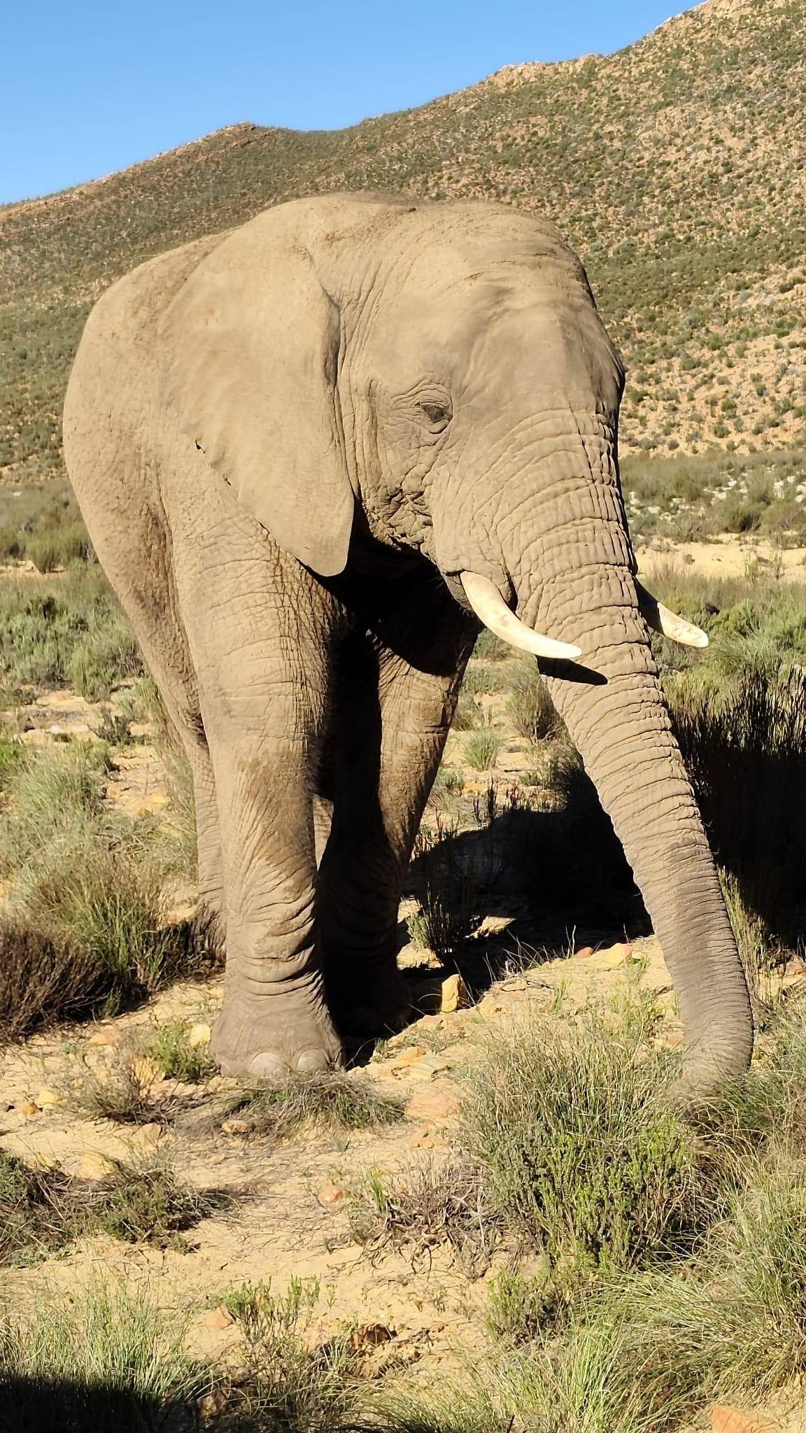 From Cape Town: Aquila Big Five Game Reserve
