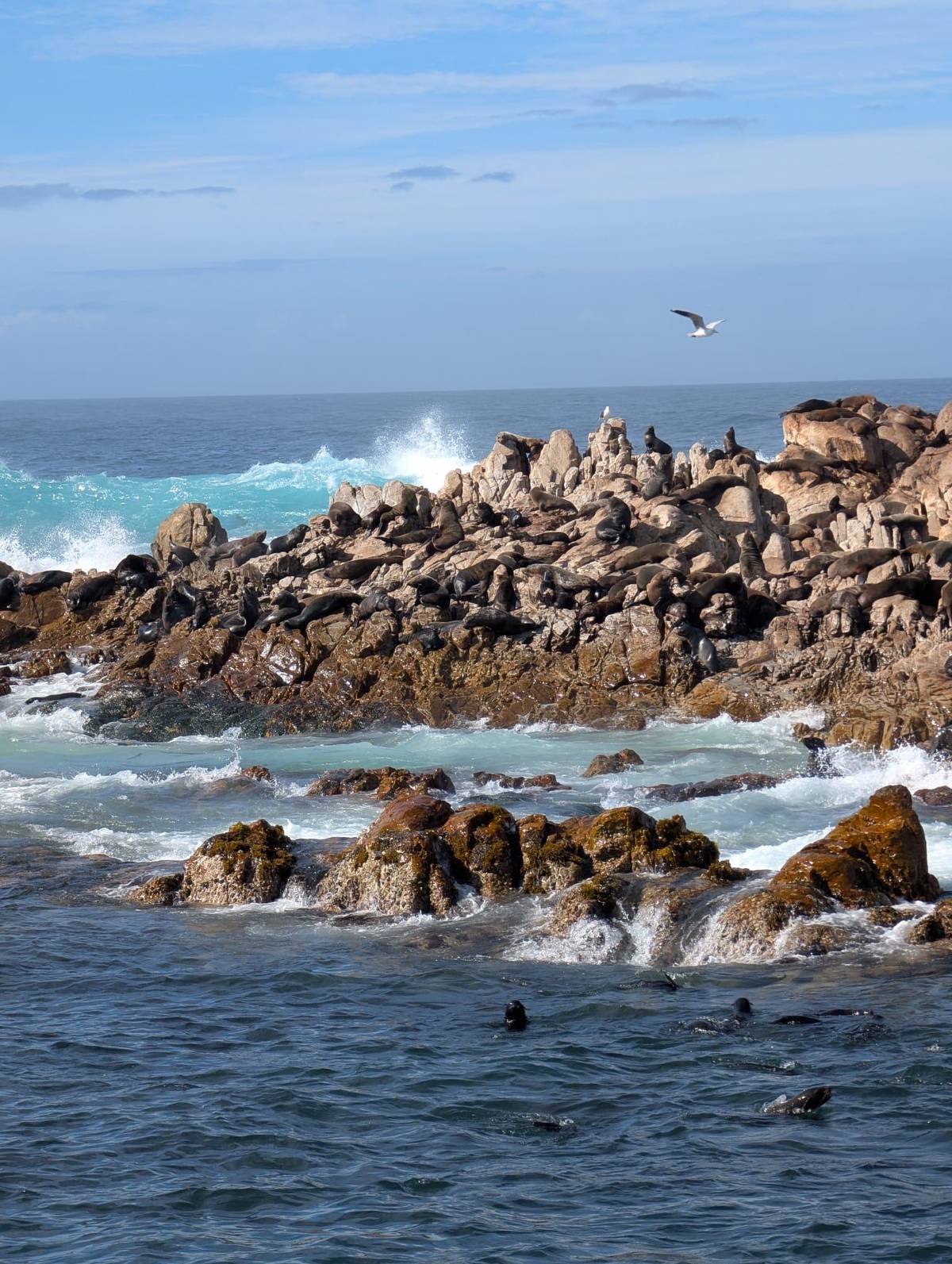 Gansbaai: Marine Big 5 Boat tour
