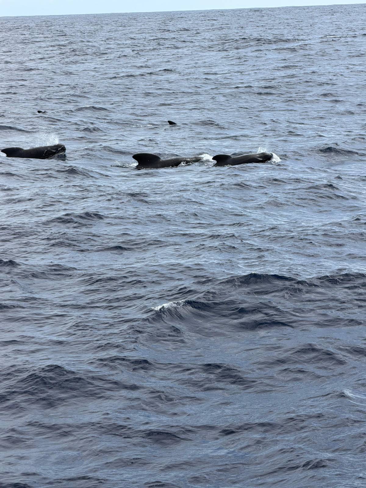 The Bremer Canyon: where it is, how deep it goes and why orcas gather