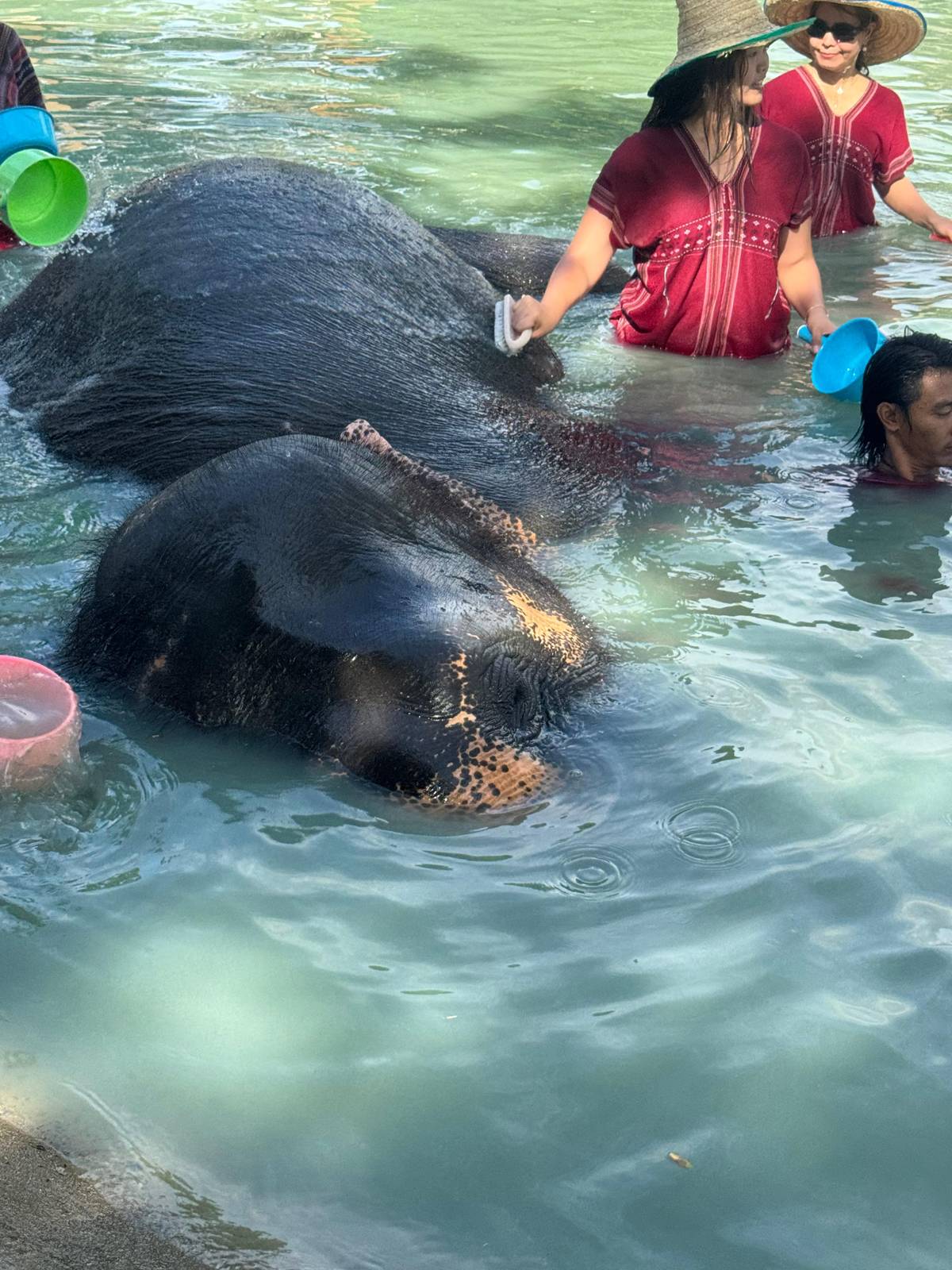 Bangkok: Elephant Care Experience at Bangkok Elephant Park