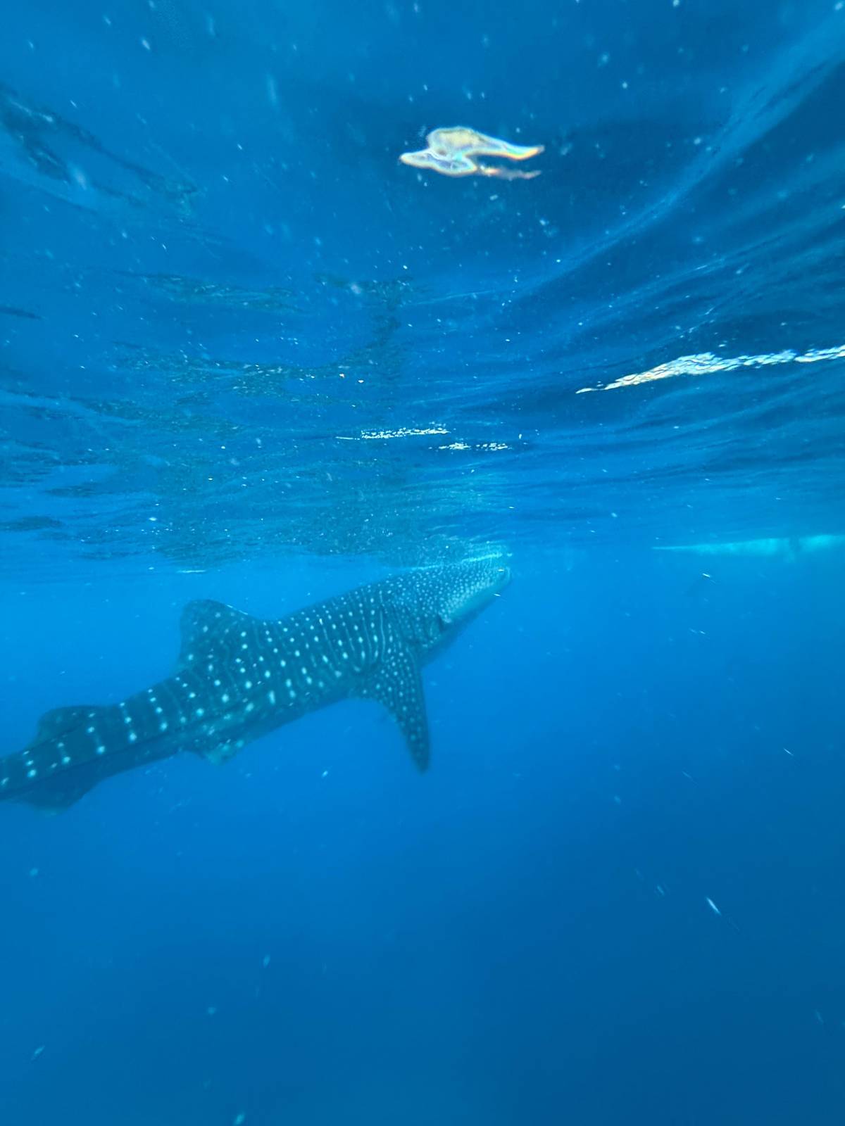 Oslob whale sharks and Moalboal in one day: the tours compared