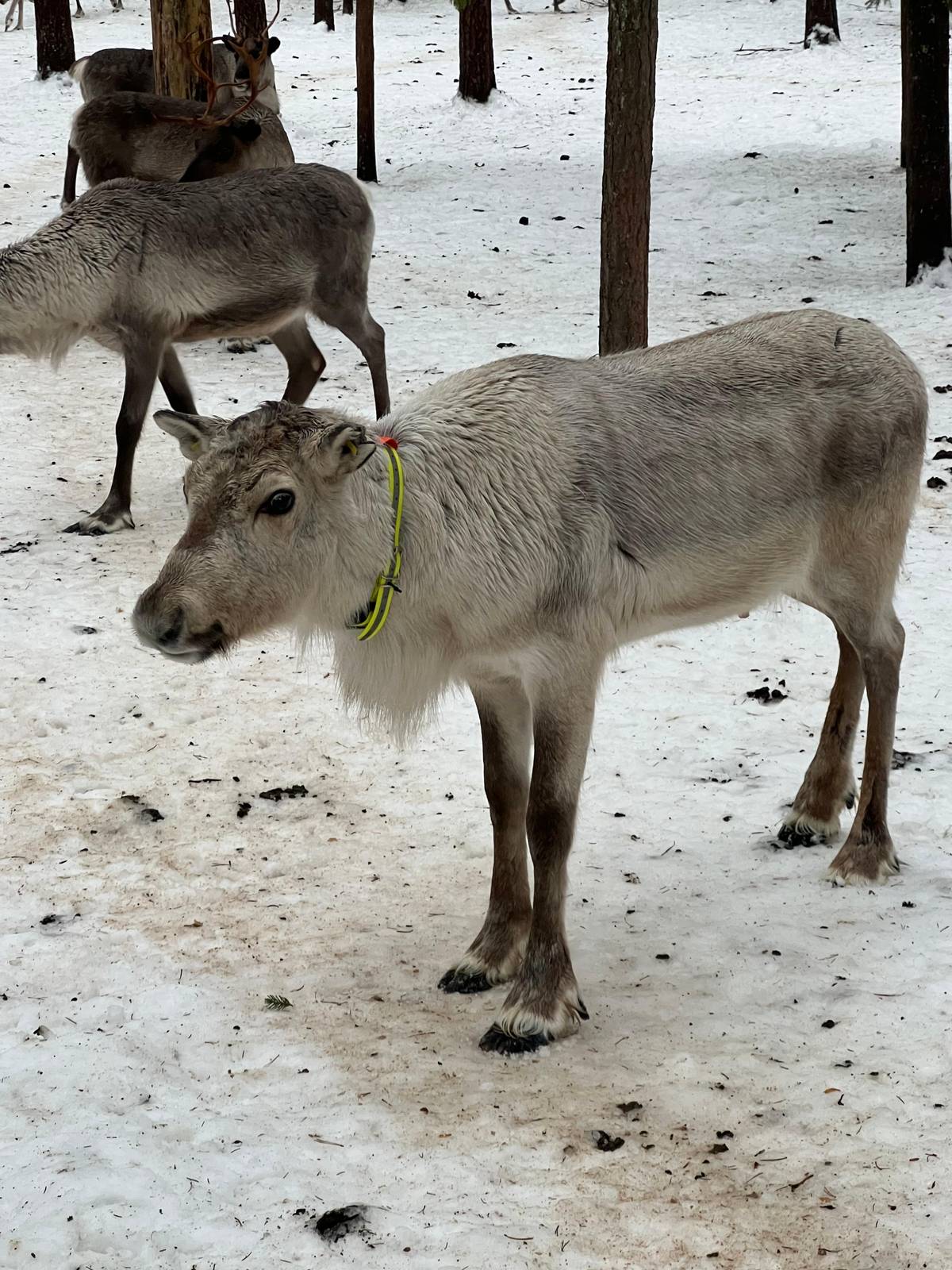 Rovaniemi: ferme de rennes avec photographe