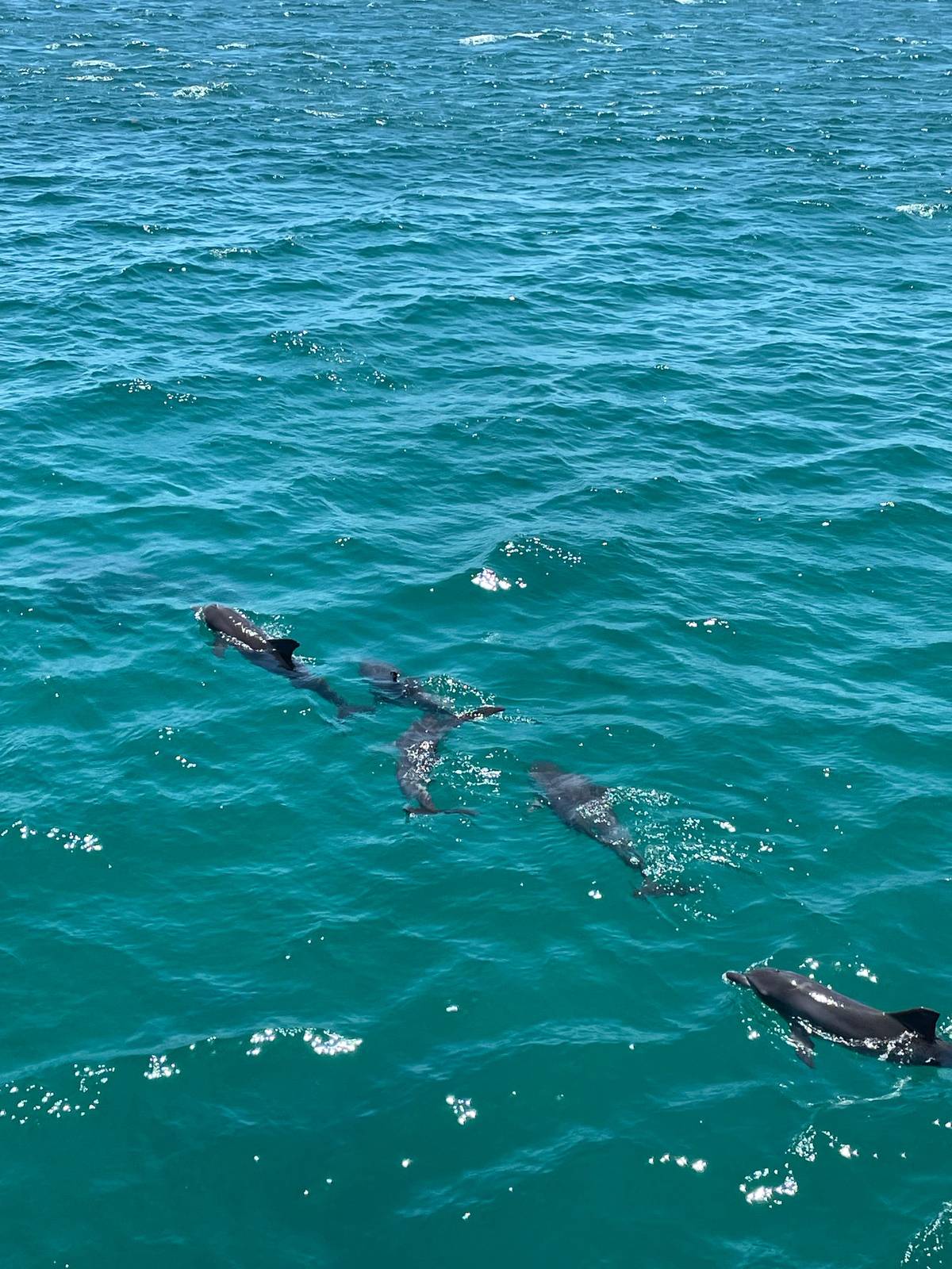 Four dolphins swimming together in clear green water