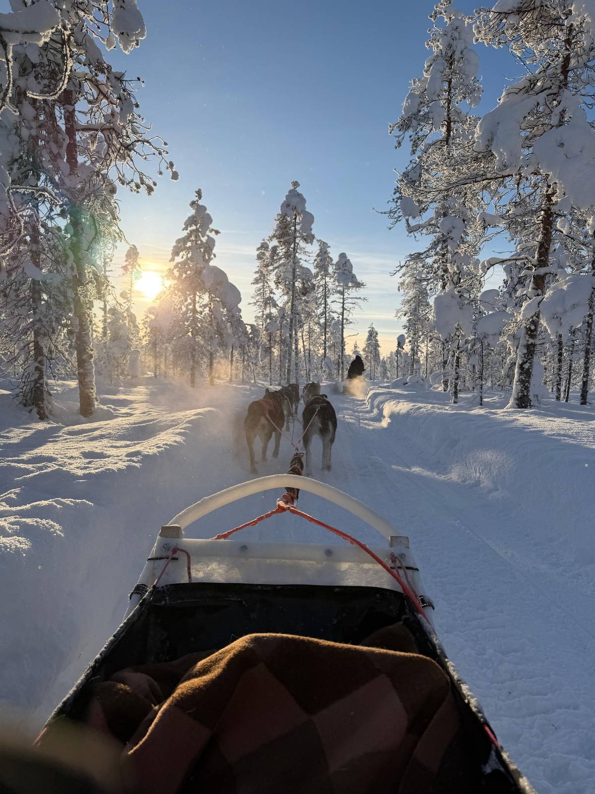 The sun low over the trees ahead of the sled basket