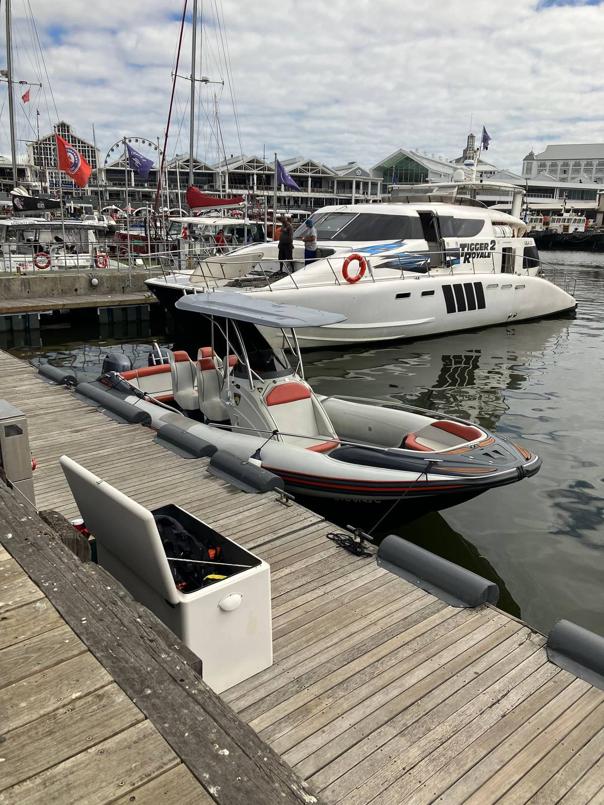Cape Town: Marine Wildlife Tour from the V&A Waterfront