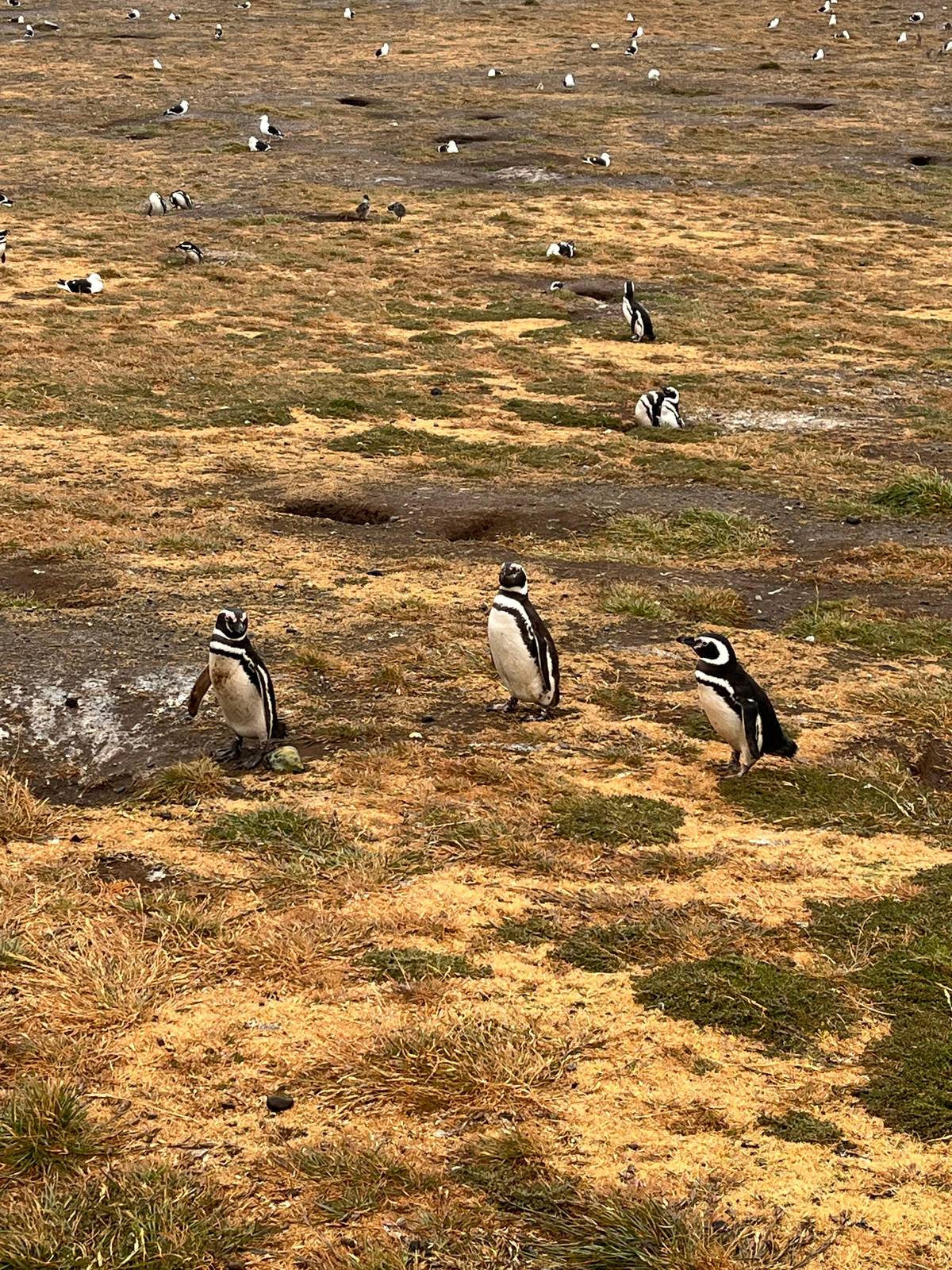 Boat trip to Magdalena Island and walk with penguins