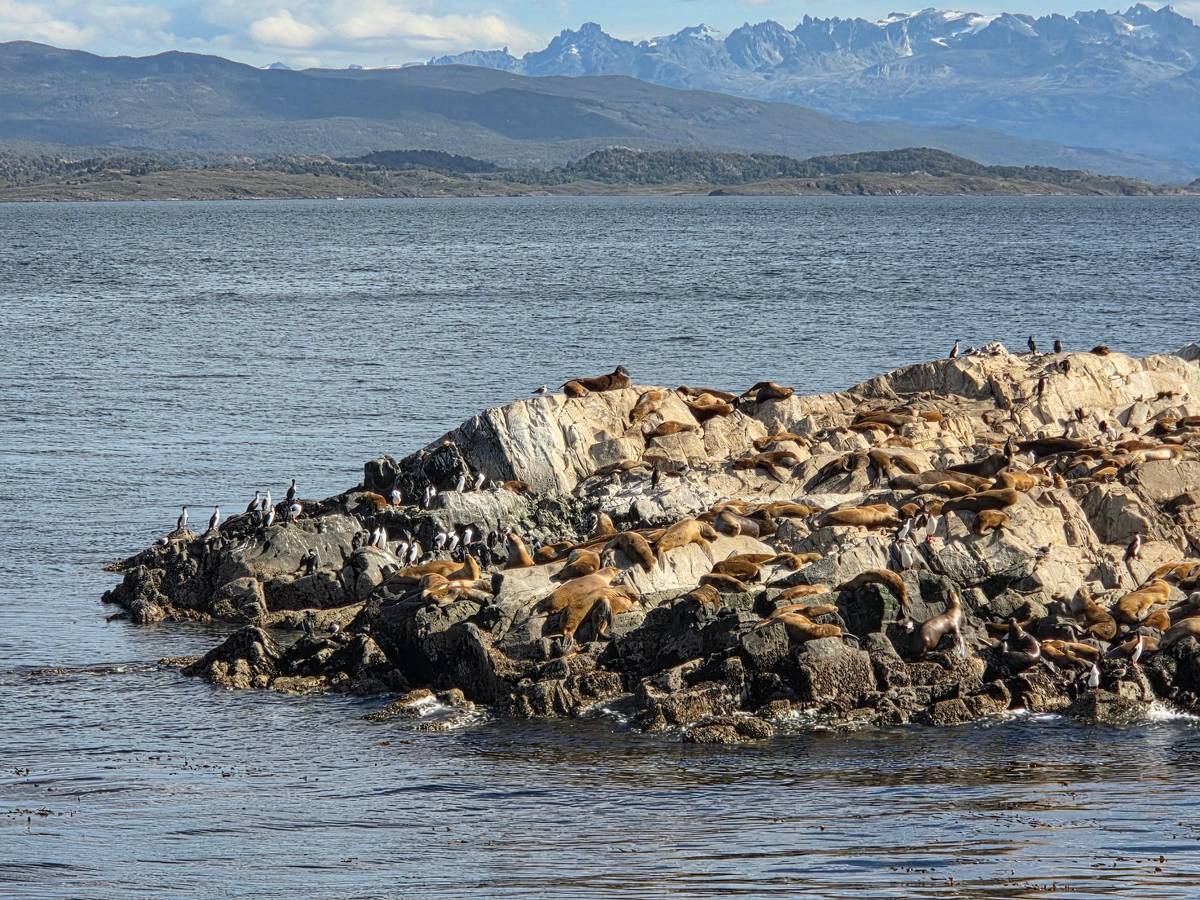 Sea lions in the Beagle Channel