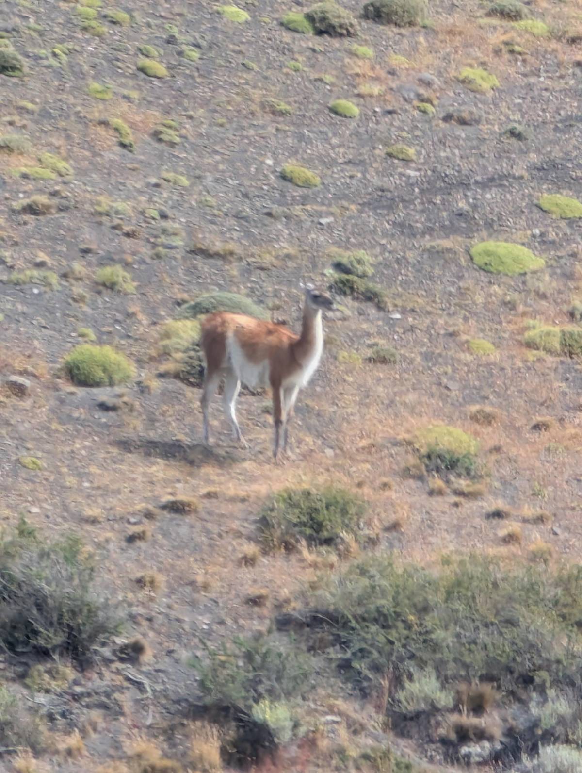 Punta Arenas: Full-Day Torres del Paine + Milodon Cave