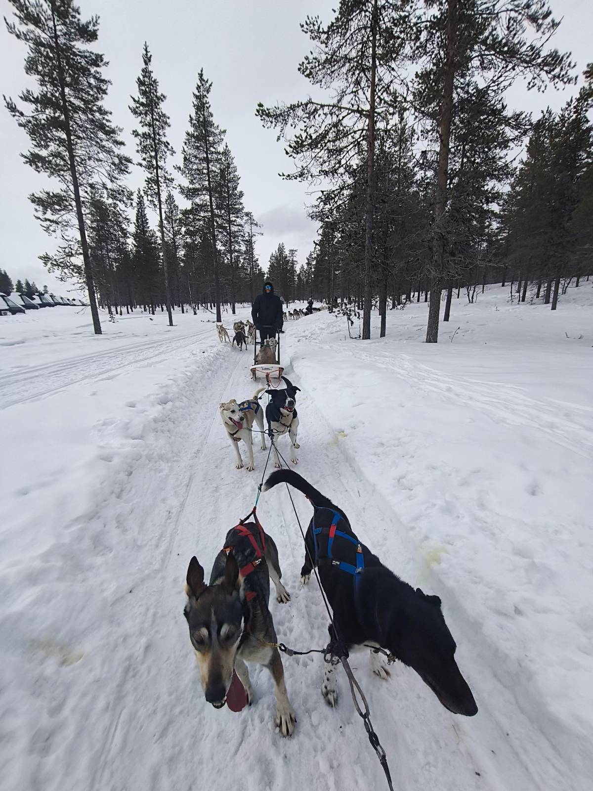 Saariselkä: 10 km Husky Safari with a Kennel Visit