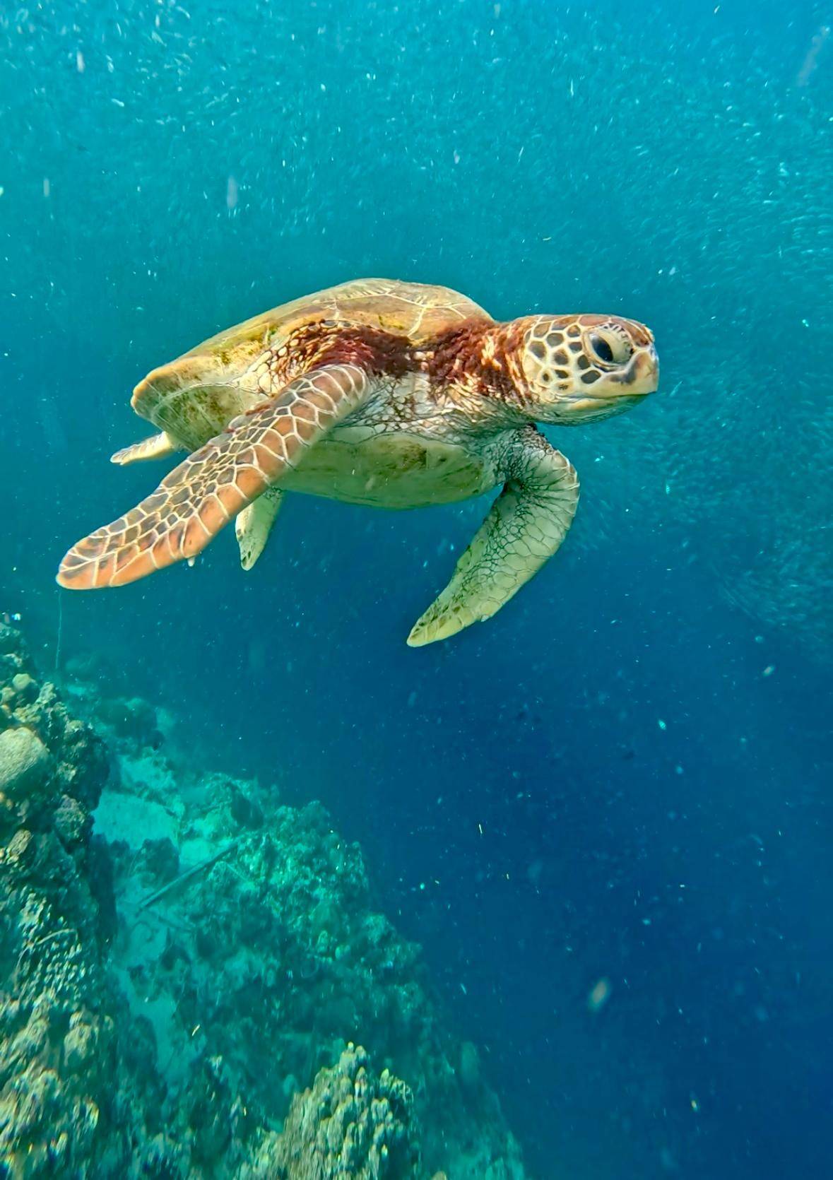 Moalboal Sardine Run, Sea Turtle & Mantayupan Falls