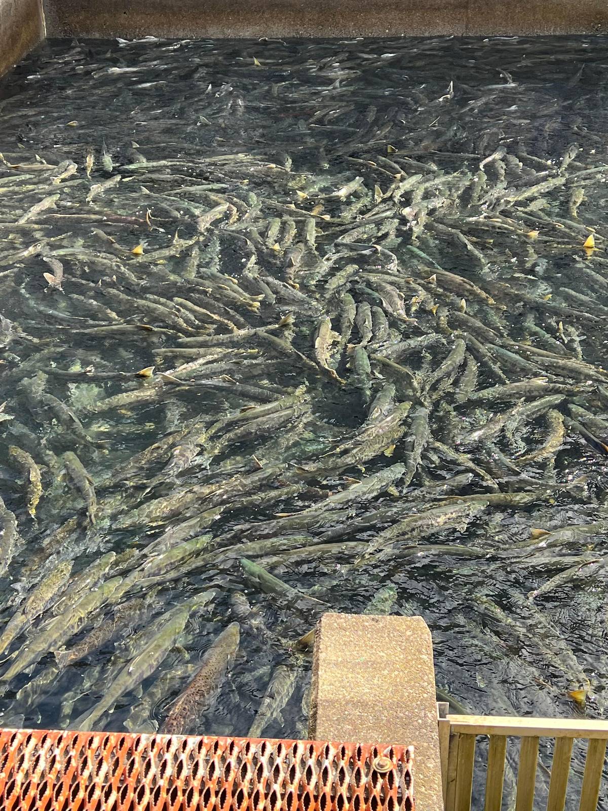 Salmon packed in the hatchery channel